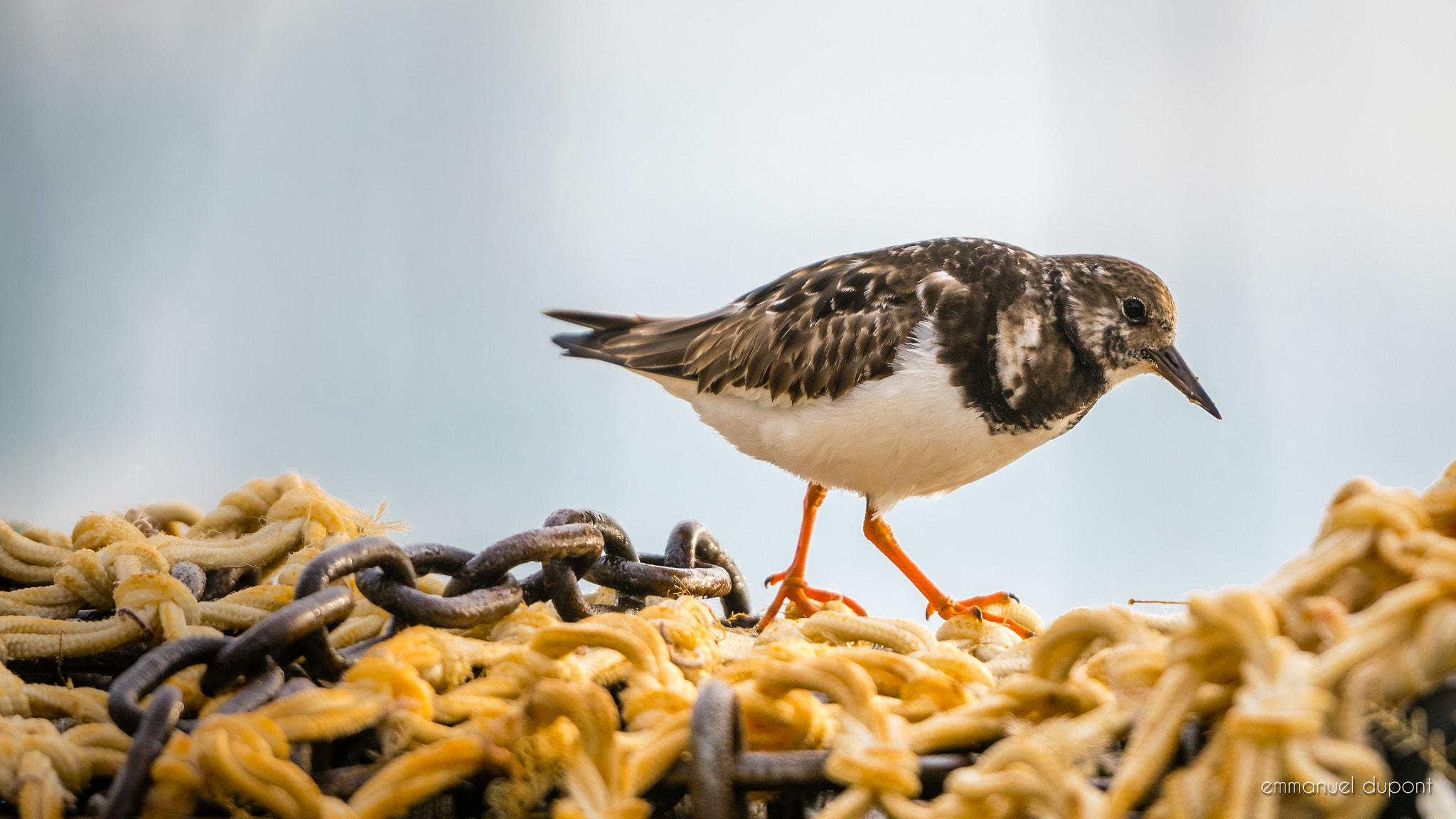 Nikon AF-S Nikkor 70-200mm F2.8G ED VR II sample photo. Bird on boat photography