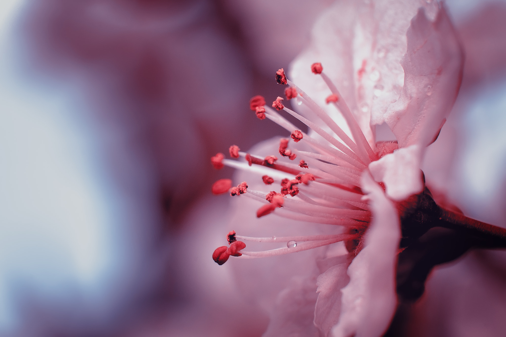 Fujifilm X-T1 + Fujifilm XF 60mm F2.4 R Macro sample photo. Spring blossom photography