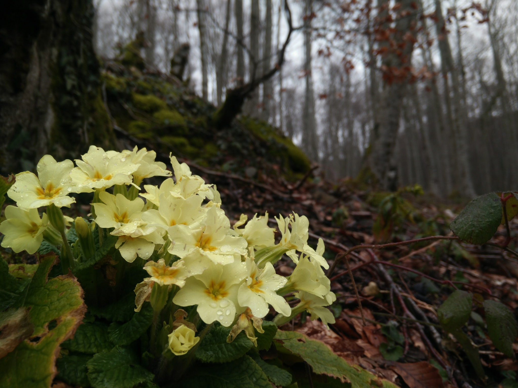 OPPO Find7 sample photo. Early spring photography