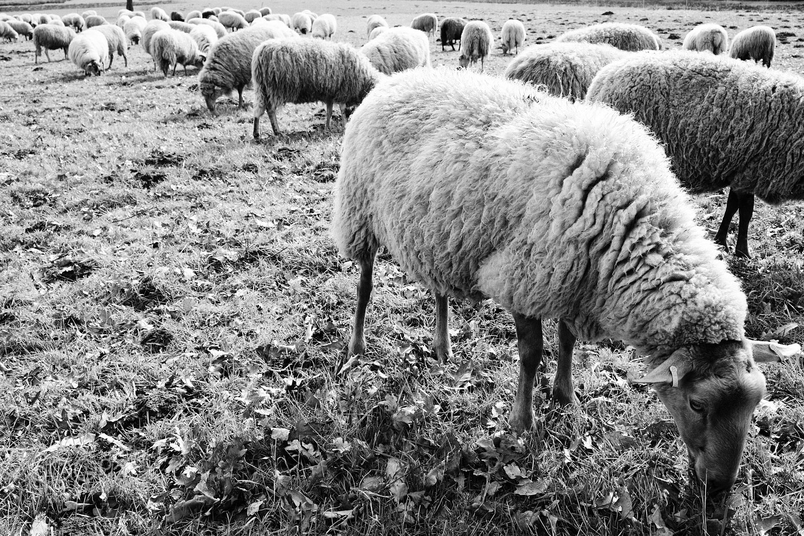 Sony a6300 + ZEISS Batis 25mm F2 sample photo. Sheep, hexelerweg, nijverdal, the netherlands photography