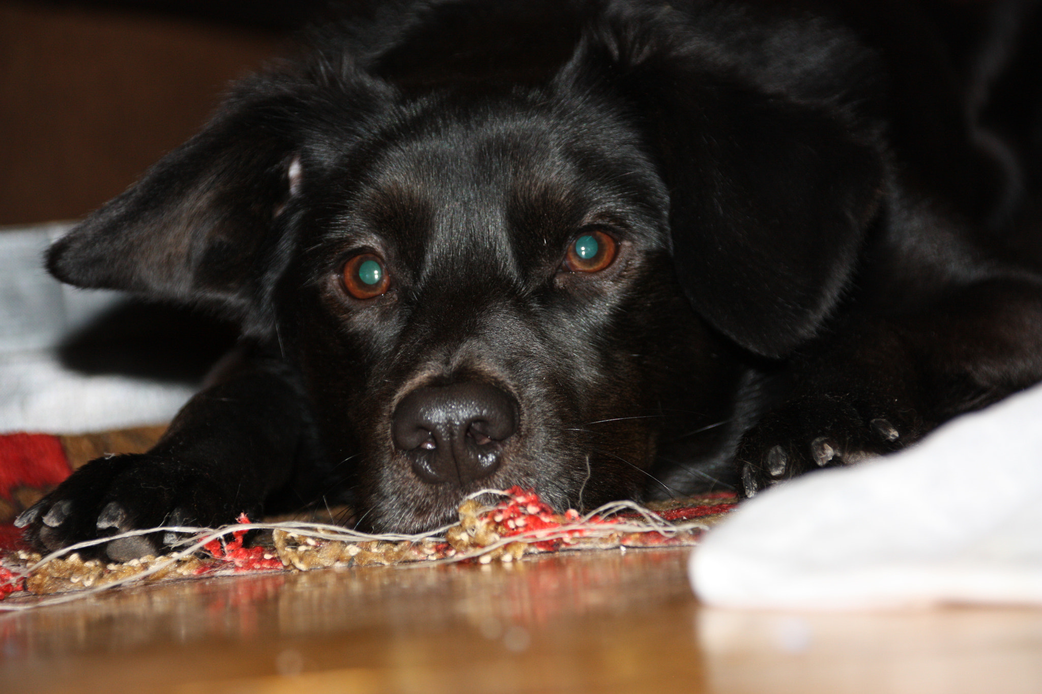 Canon EOS 450D (EOS Rebel XSi / EOS Kiss X2) + Canon TS-E 90mm F2.8 Tilt-Shift sample photo. Black dog michael photography