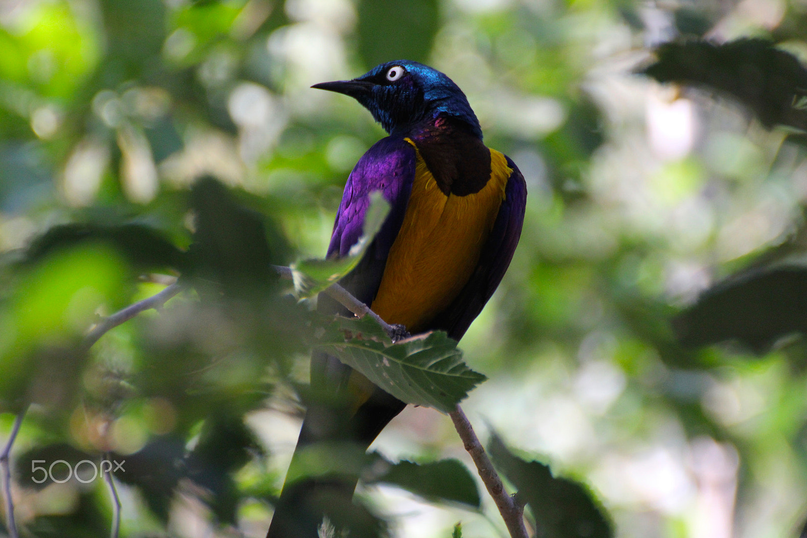 Canon EOS 60D sample photo. Splendid starling photography
