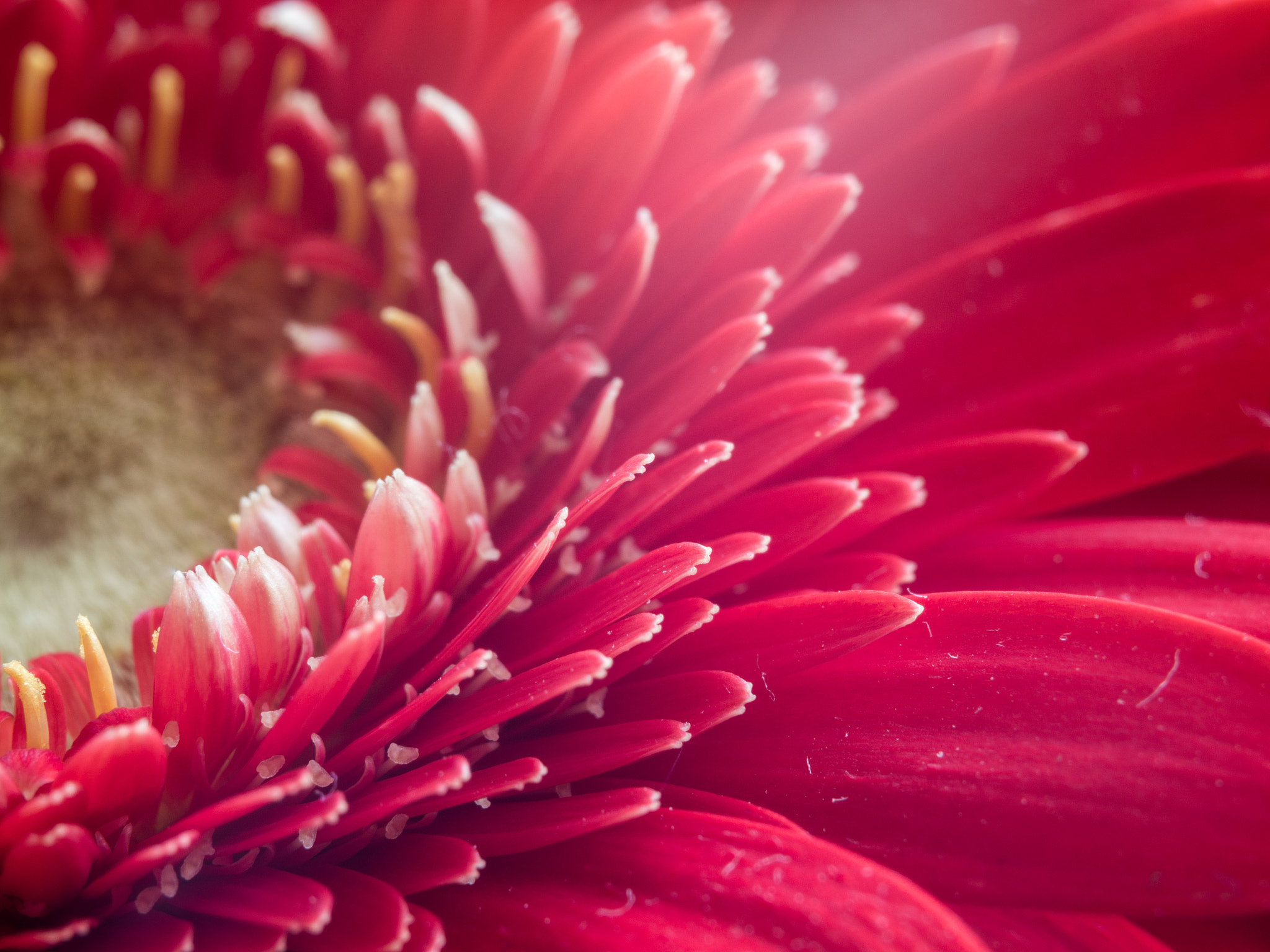 Panasonic Lumix DMC-GH3 + Olympus M.Zuiko Digital 45mm F1.8 sample photo. Flower photography