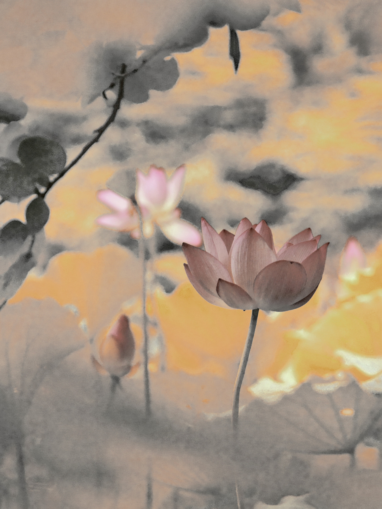 Canon EF-S 55-250mm F4-5.6 IS sample photo. Lotus photography