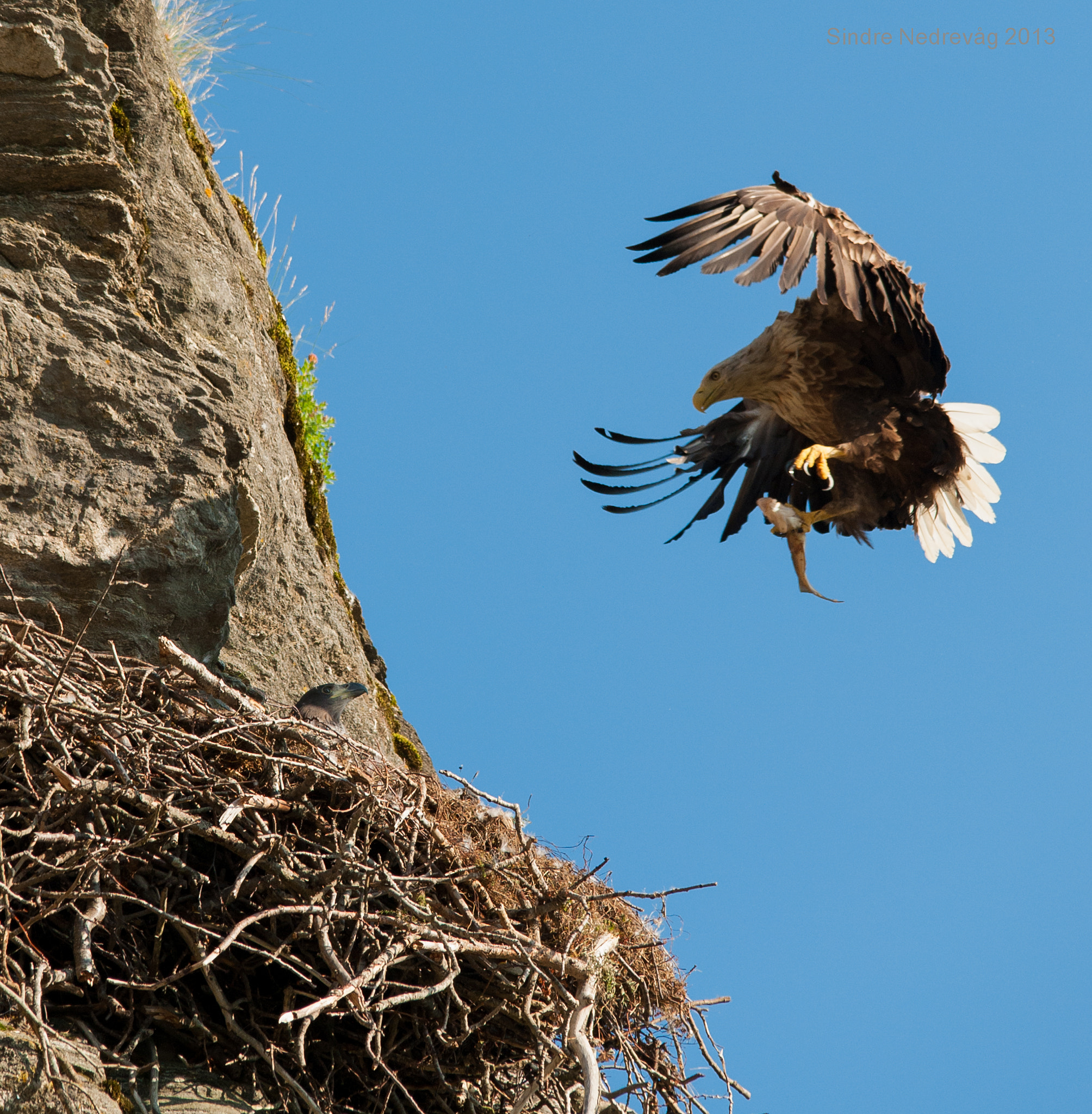 Nikon D700 + Sigma 150-500mm F5-6.3 DG OS HSM sample photo. Sea eagle comming back with fish 2013 photography