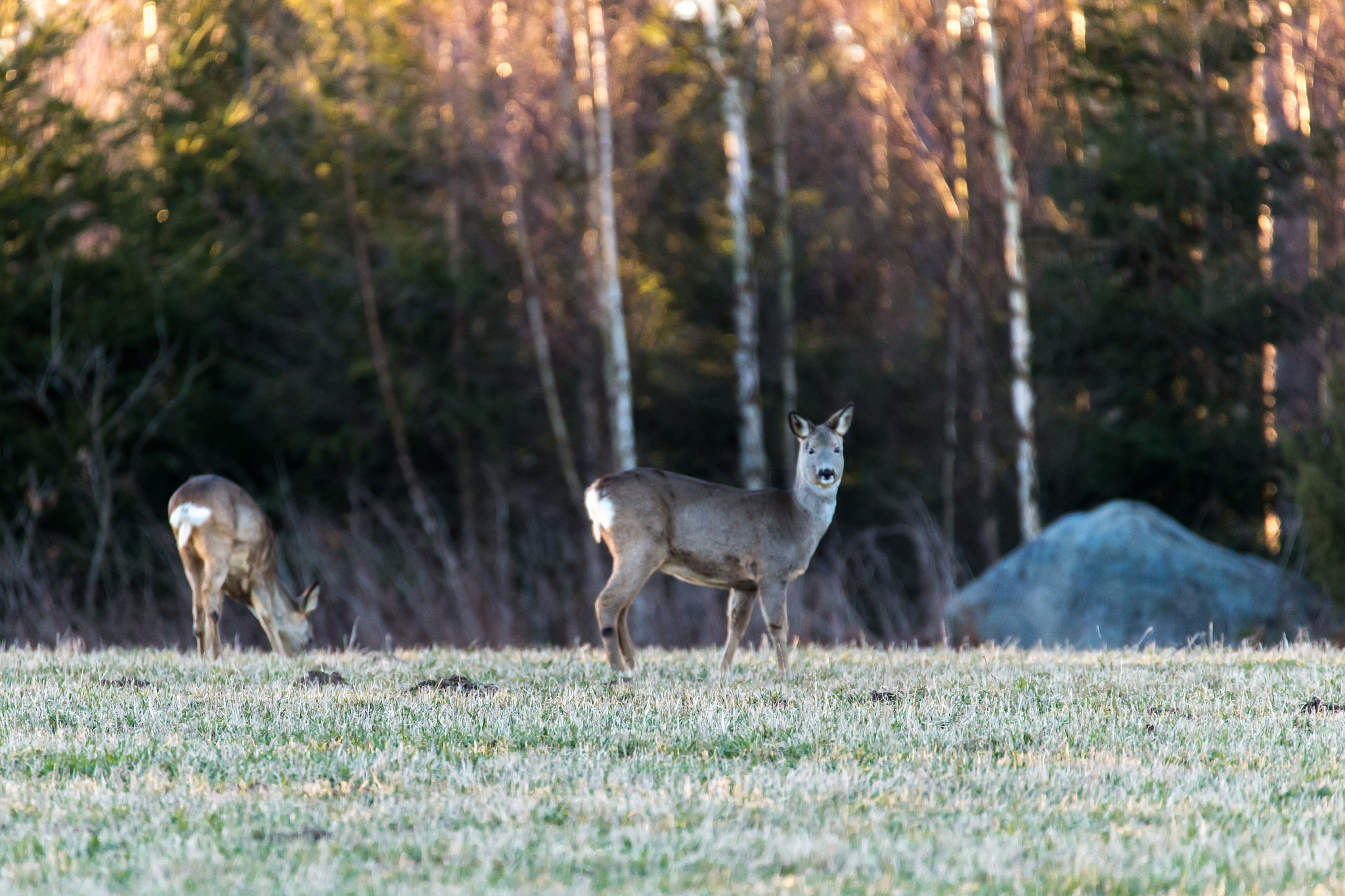 Tamron SP 150-600mm F5-6.3 Di VC USD sample photo. Deer1 photography