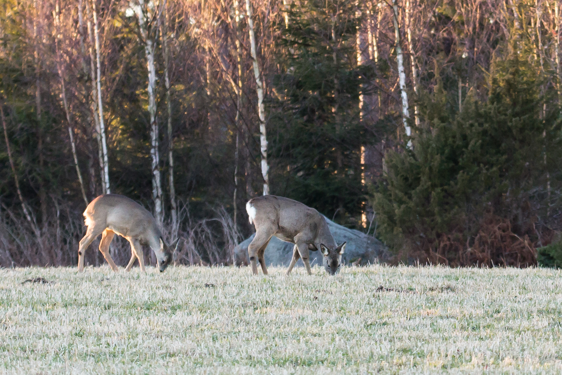 Tamron SP 150-600mm F5-6.3 Di VC USD sample photo. Deer2 photography