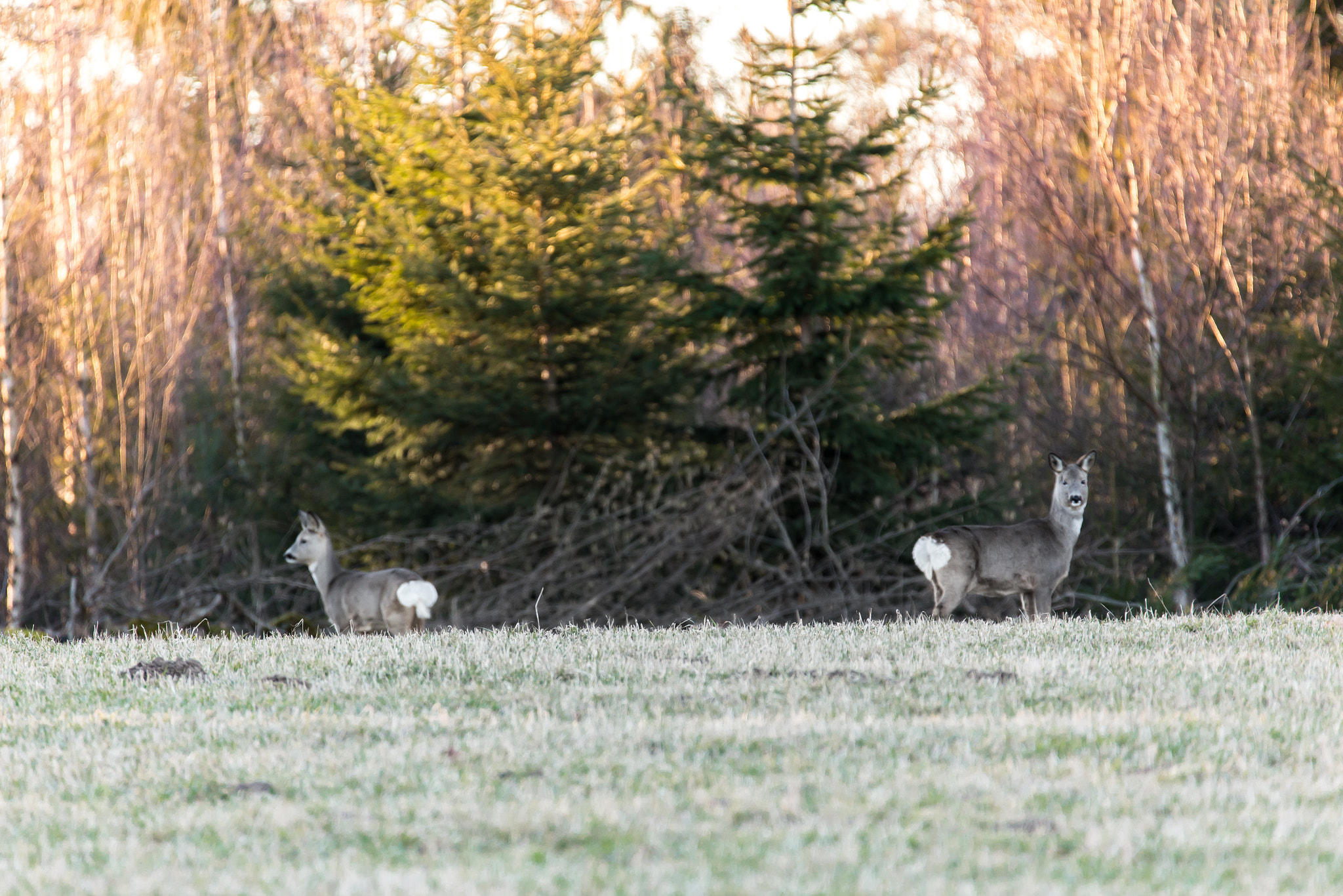 Tamron SP 150-600mm F5-6.3 Di VC USD sample photo. Deer3 photography