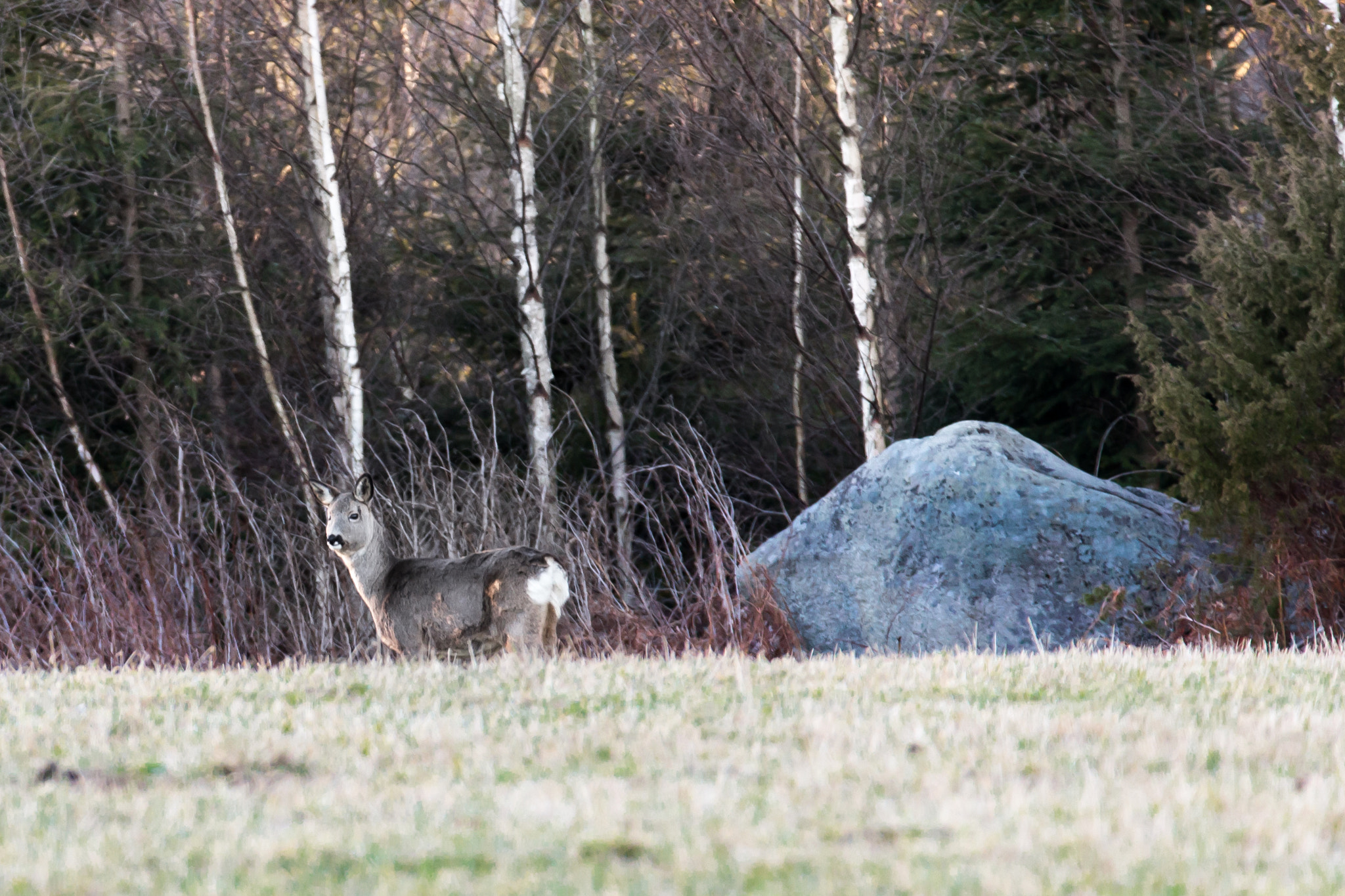 Tamron SP 150-600mm F5-6.3 Di VC USD sample photo. Deer5 photography