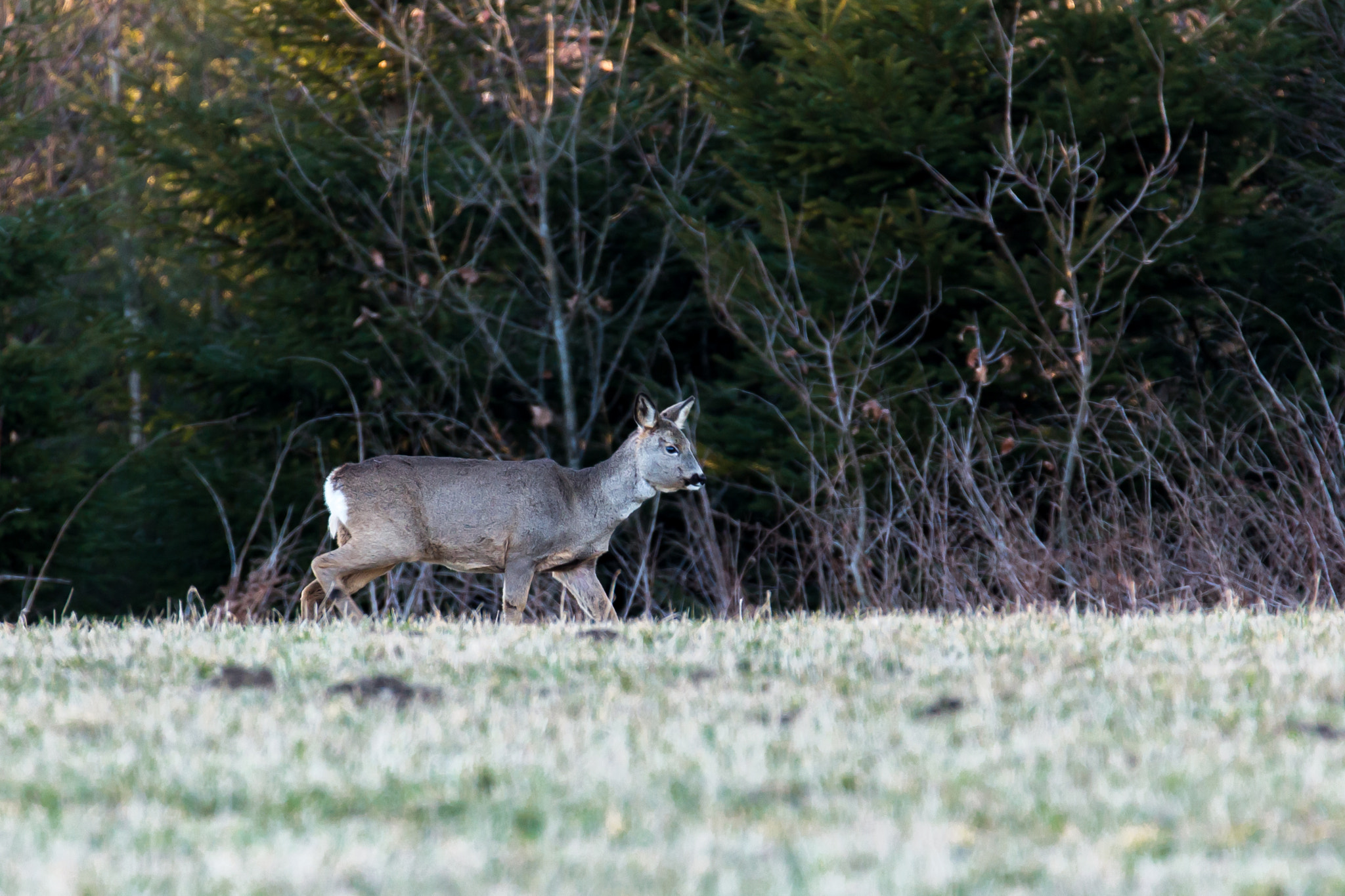 Tamron SP 150-600mm F5-6.3 Di VC USD sample photo. Deer4 photography