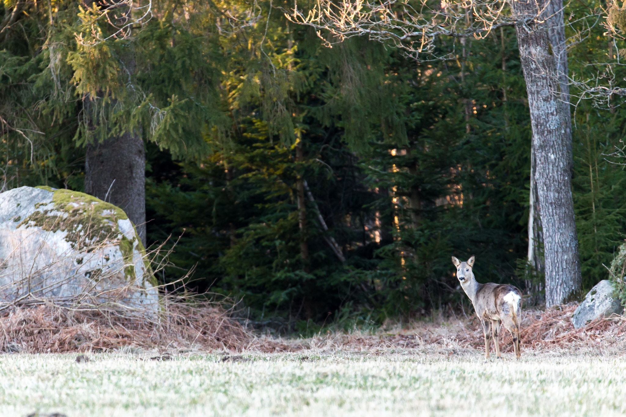 Tamron SP 150-600mm F5-6.3 Di VC USD sample photo. Deer6 photography