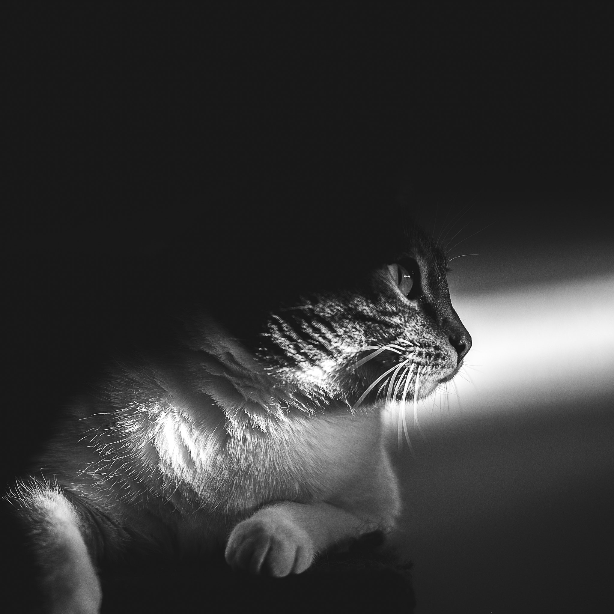 Fujifilm X-T10 + Fujifilm XF 35mm F2 R WR sample photo. Ninjacat photography