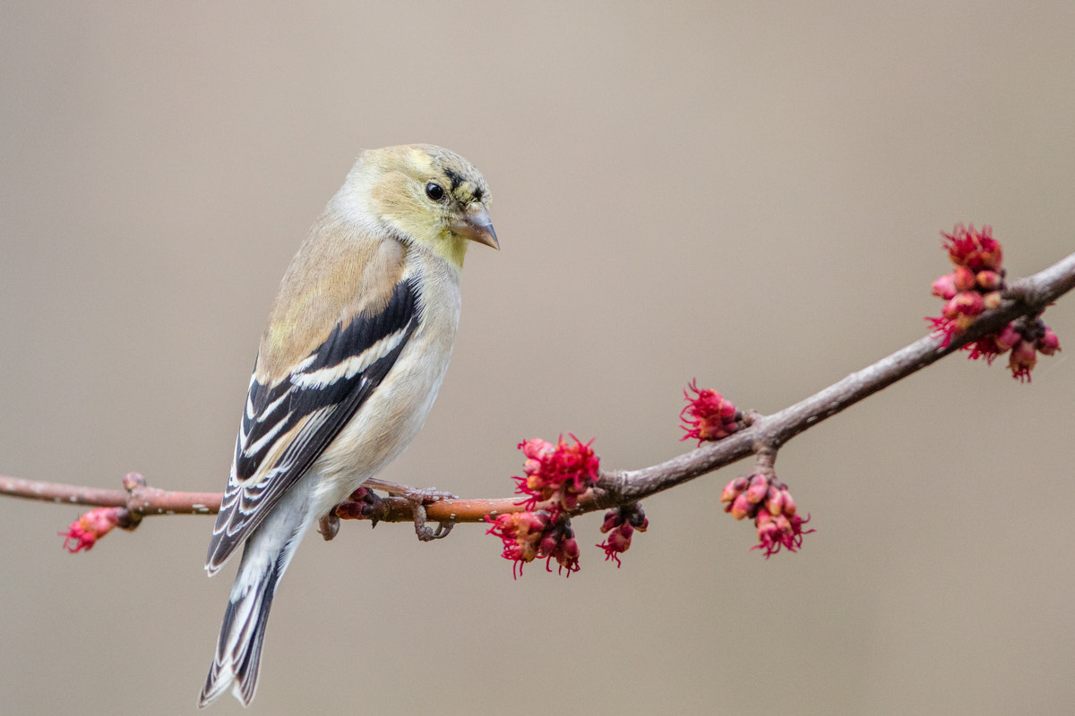 Canon EF 200-400mm F4L IS USM Extender 1.4x sample photo. American goldfinch photography