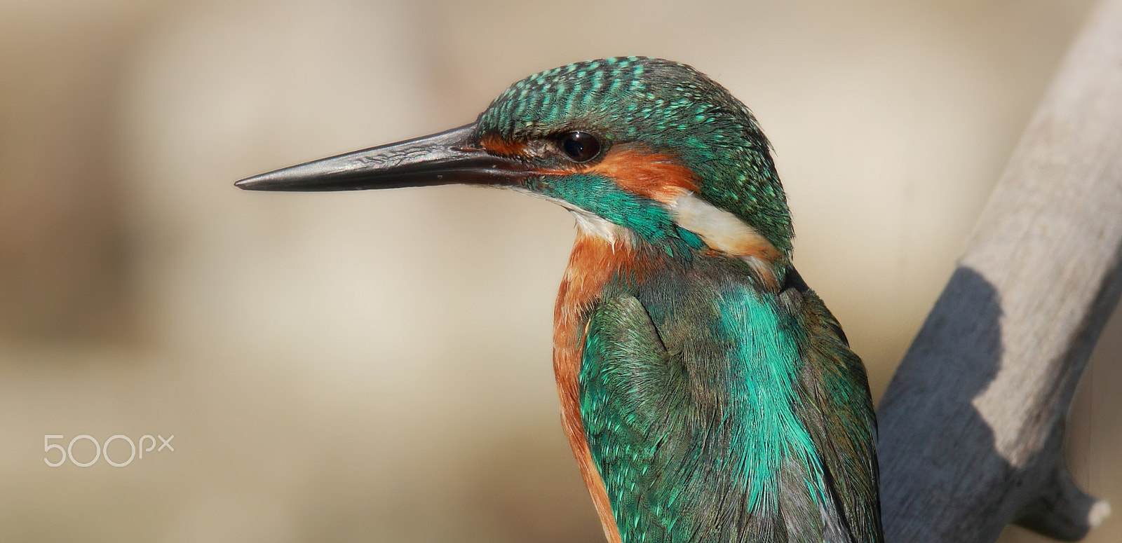 Tamron SP 150-600mm F5-6.3 Di VC USD sample photo. The river kingfisher ... photography