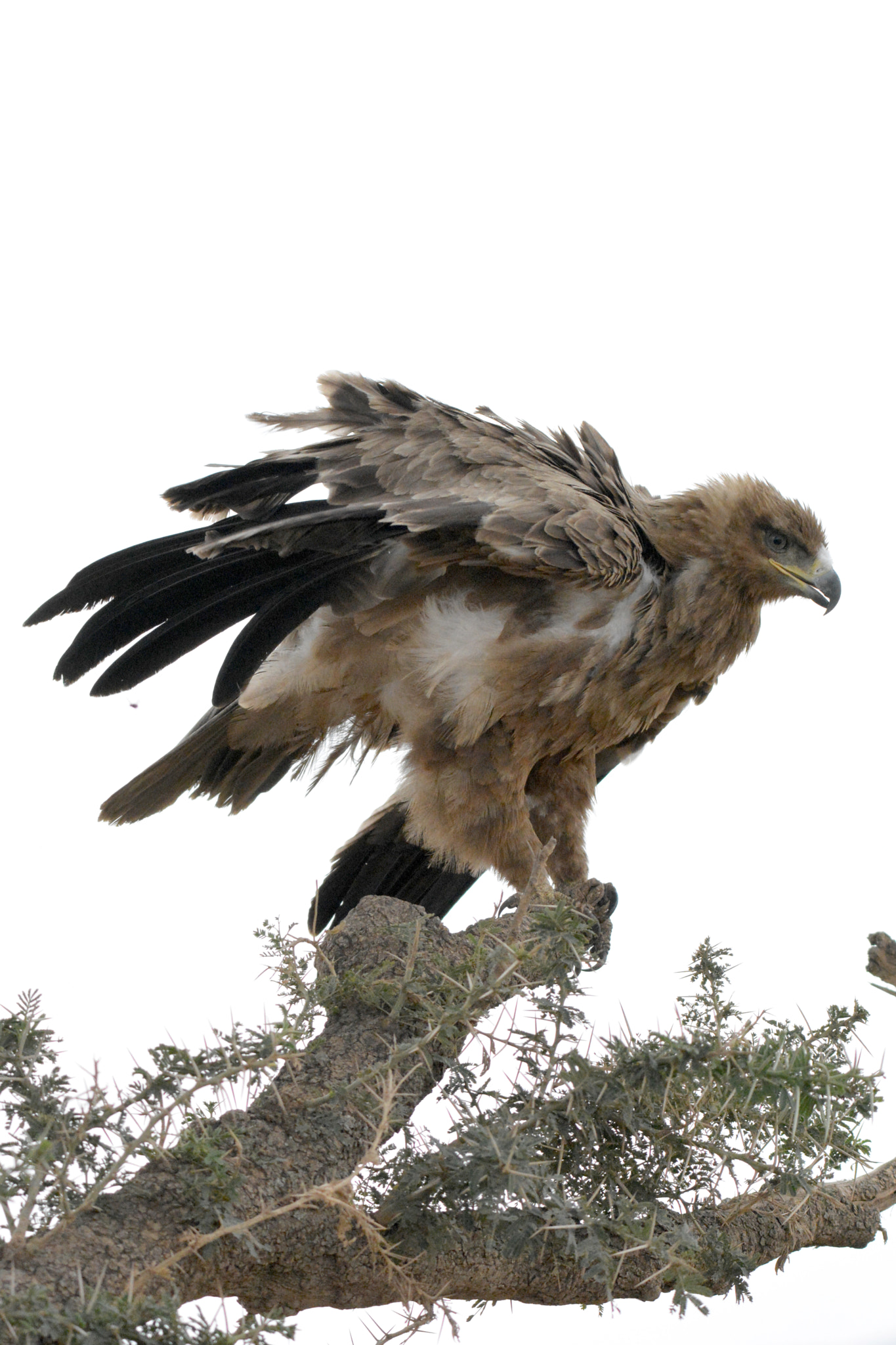 Sigma 150-500mm F5-6.3 DG OS HSM sample photo. Tawny eagle, orzeł sawannowy photography