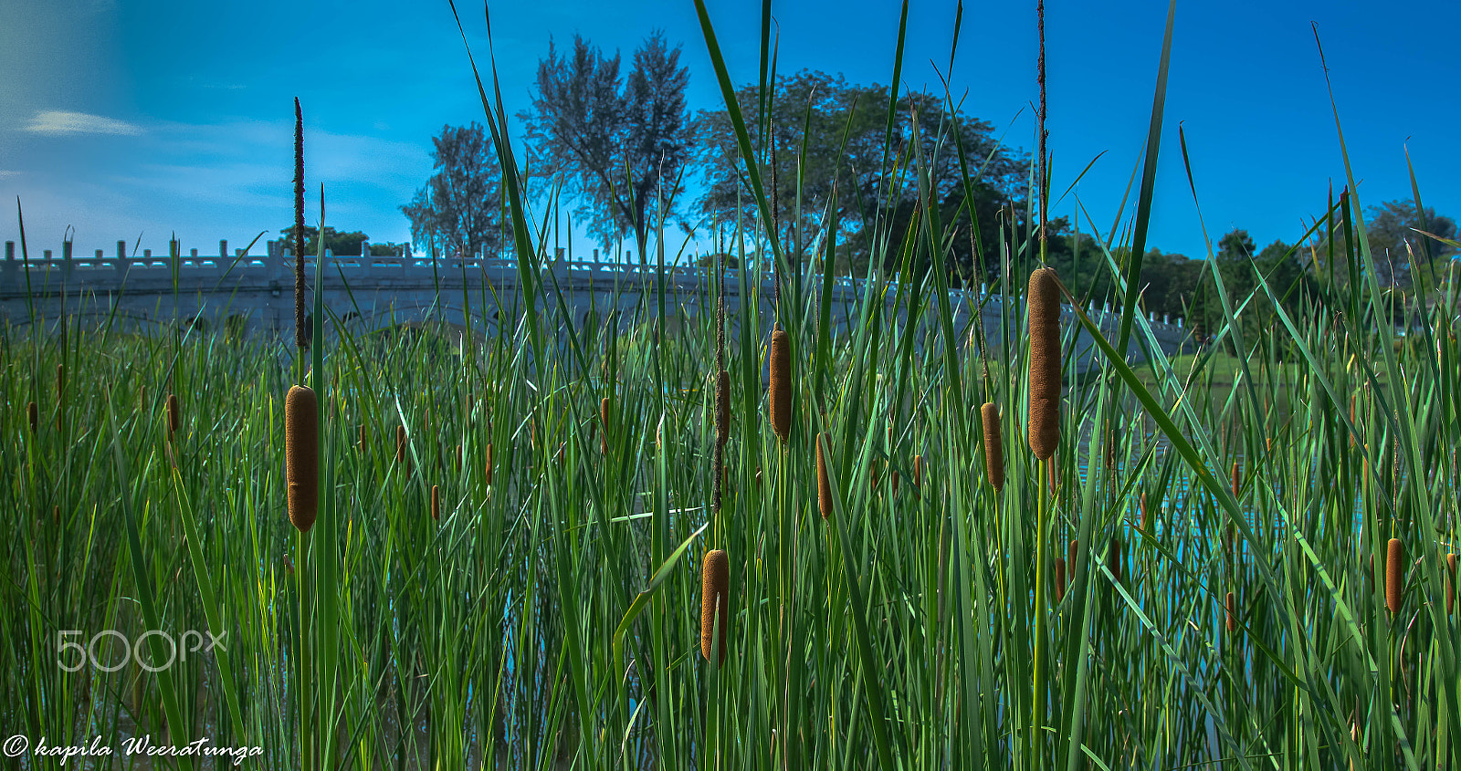 Sigma 18-35mm f/1.8 DC HSM sample photo. @bridge photography