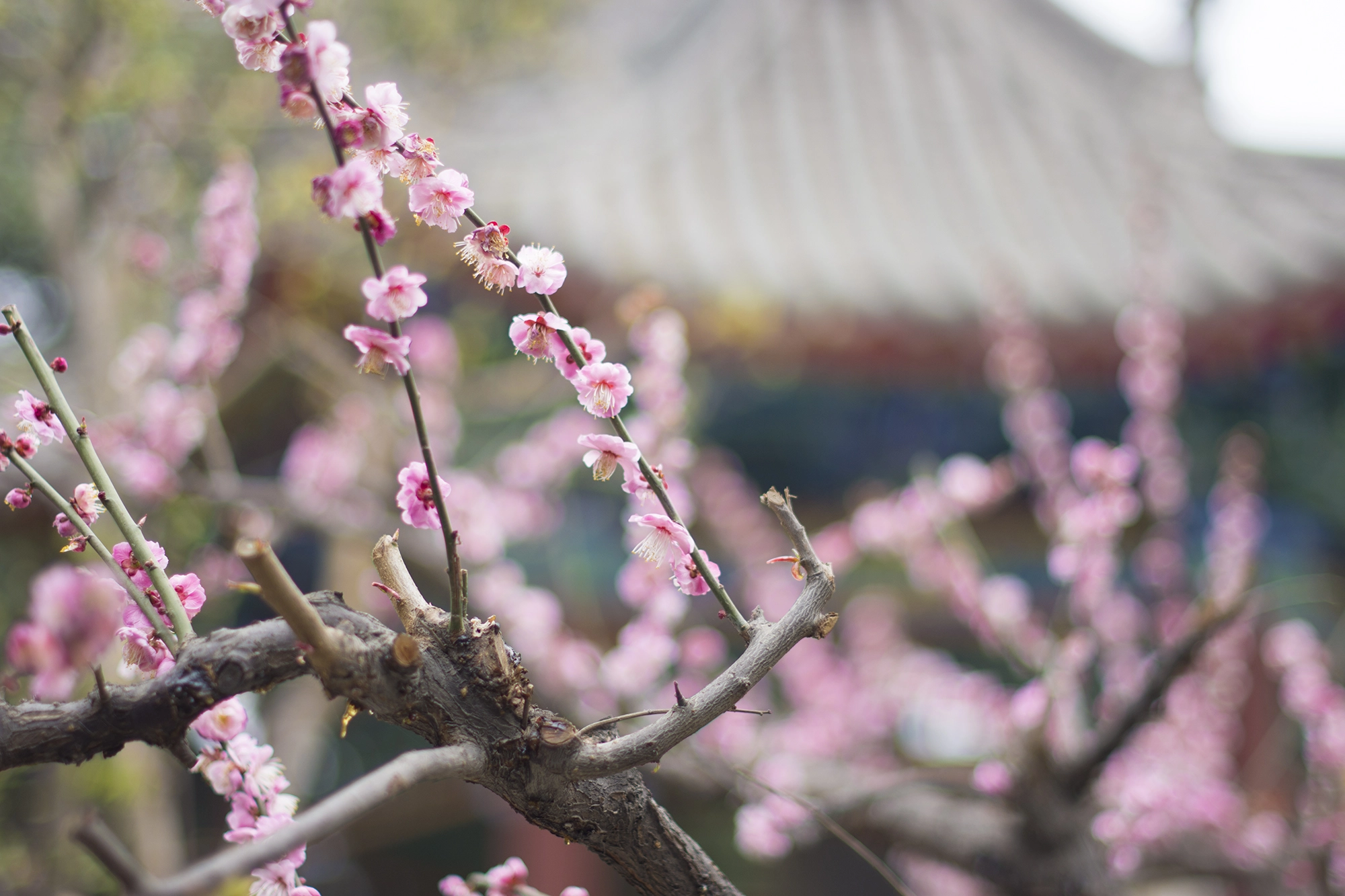 Nikon D7200 + Nikon AF-S Nikkor 50mm F1.4G sample photo. Flower photography