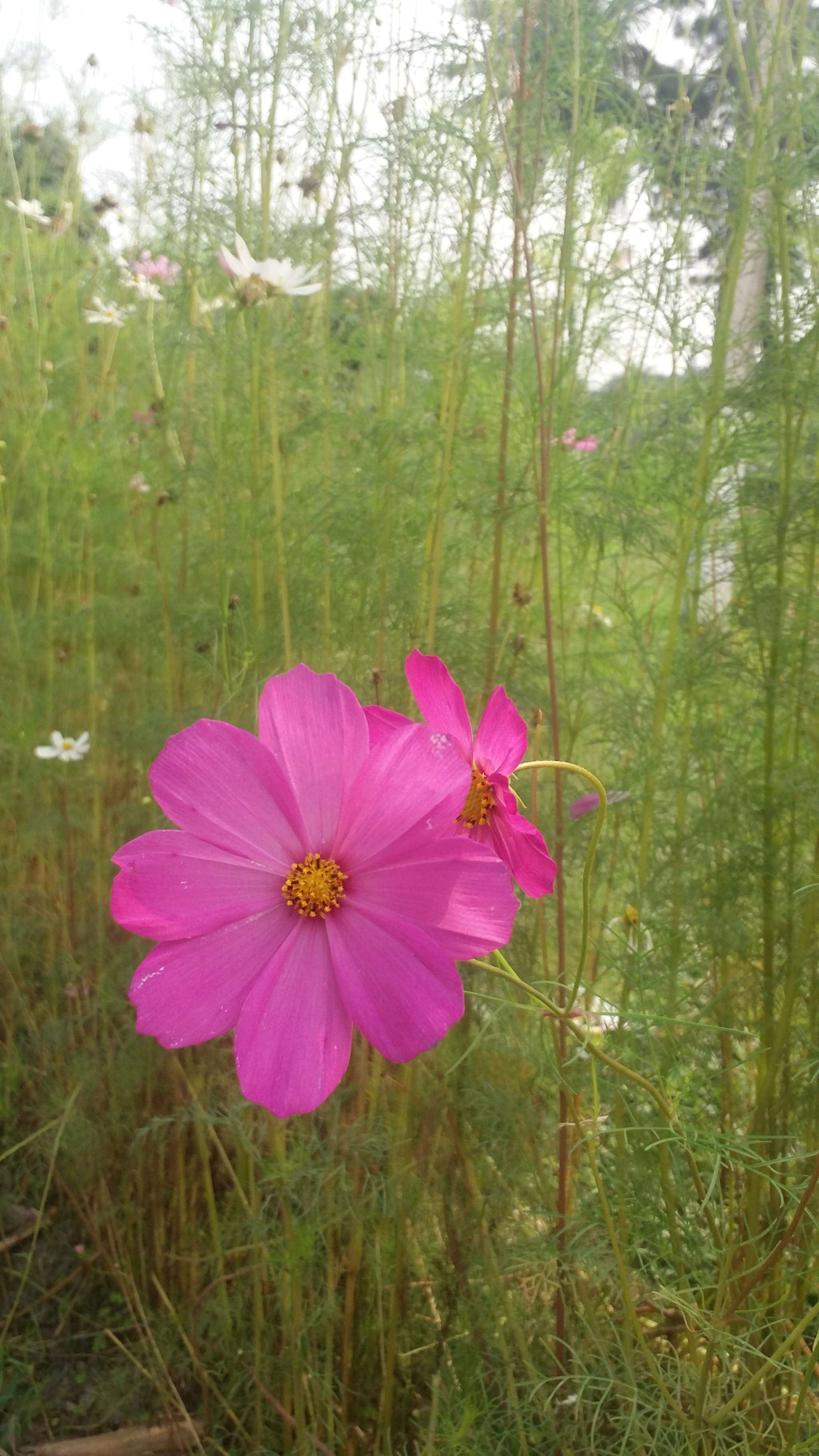 Samsung Galaxy E7 sample photo