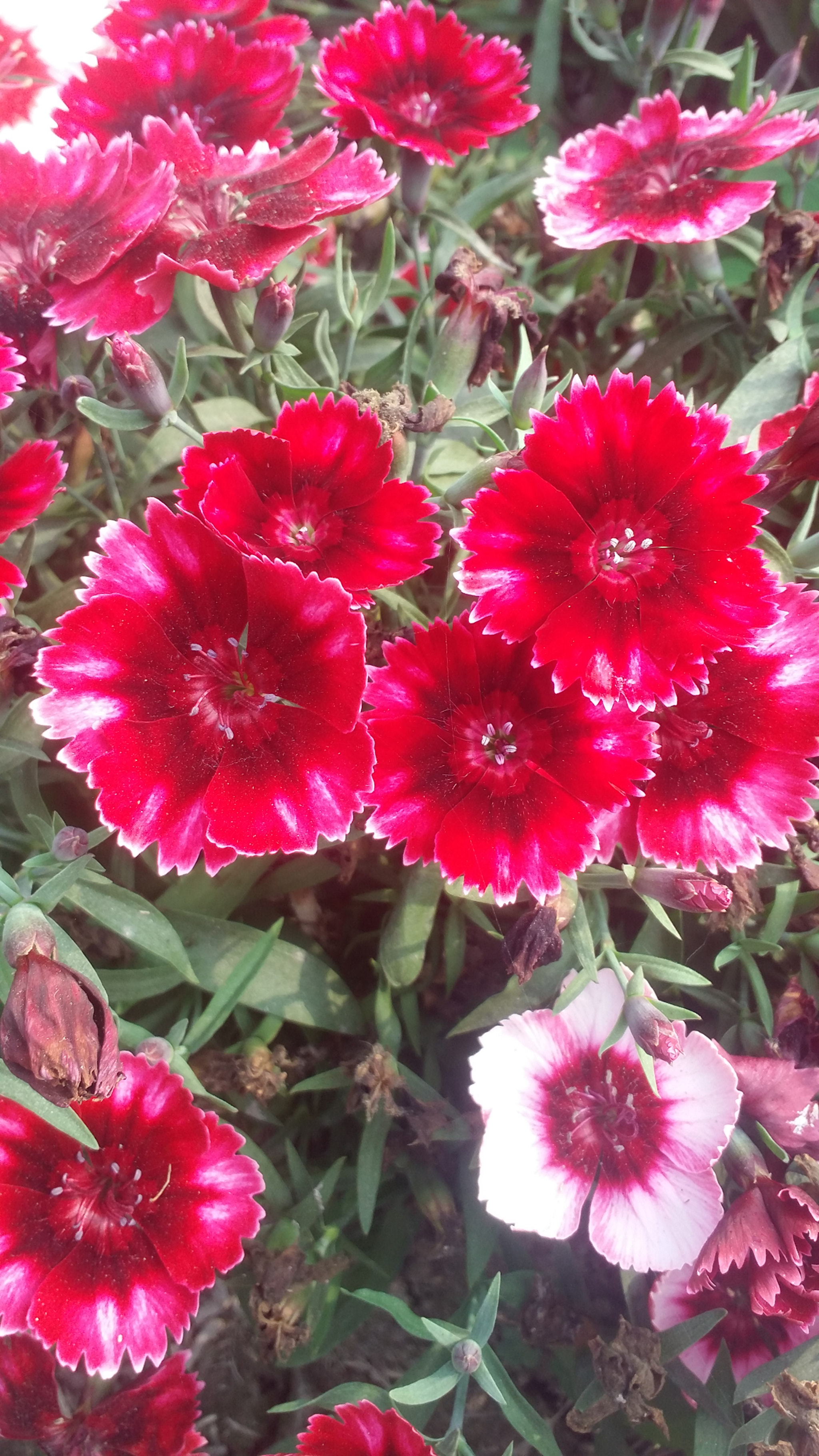Samsung Galaxy E7 sample photo