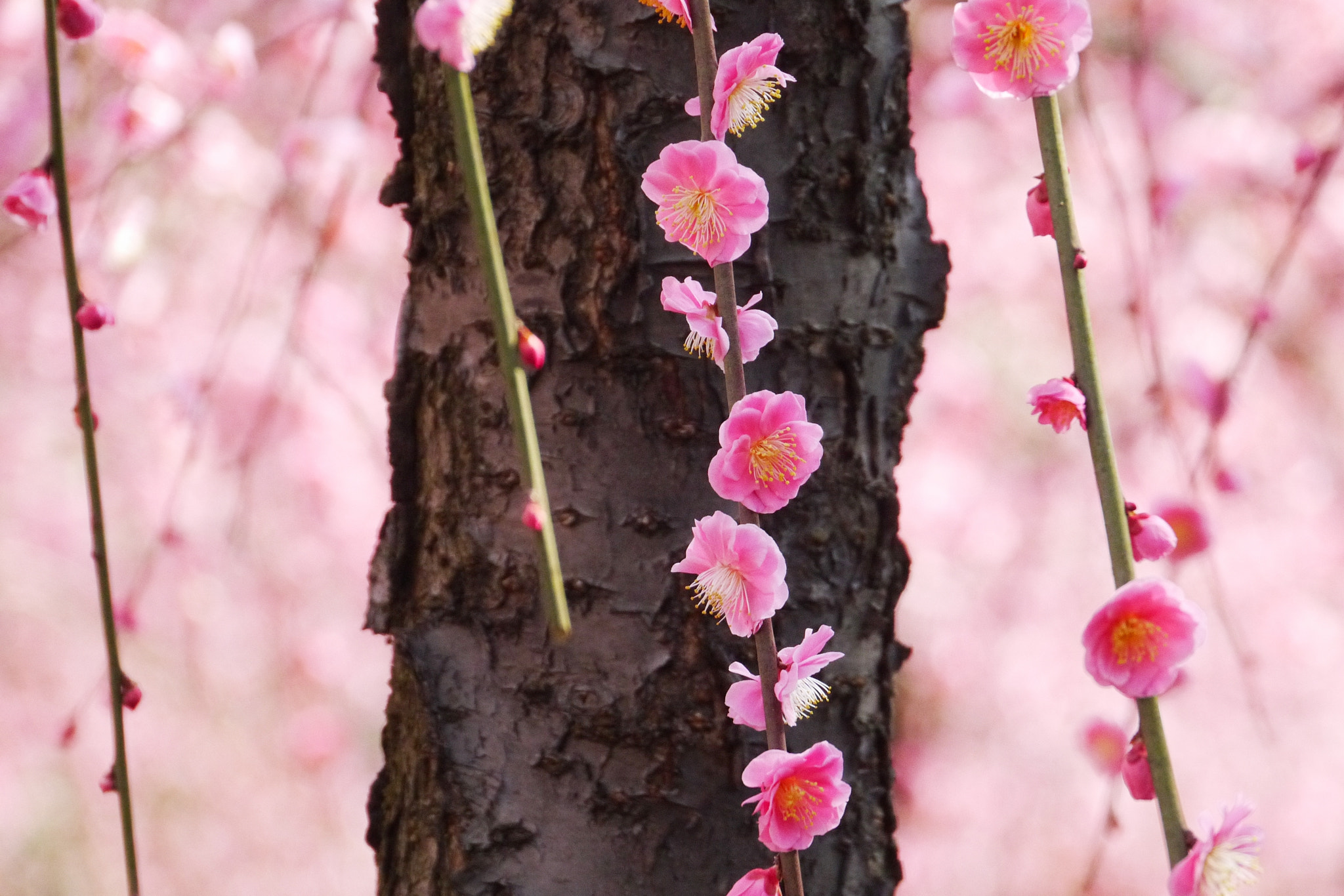 Panasonic Lumix DMC-GX1 + Panasonic Lumix G Vario HD 14-140mm F4-5.8 OIS sample photo. Spring in kyoto photography