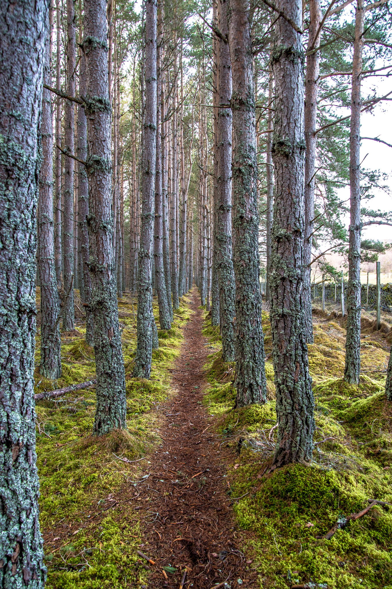 Pentax K-1 sample photo. The way through the woods  photography