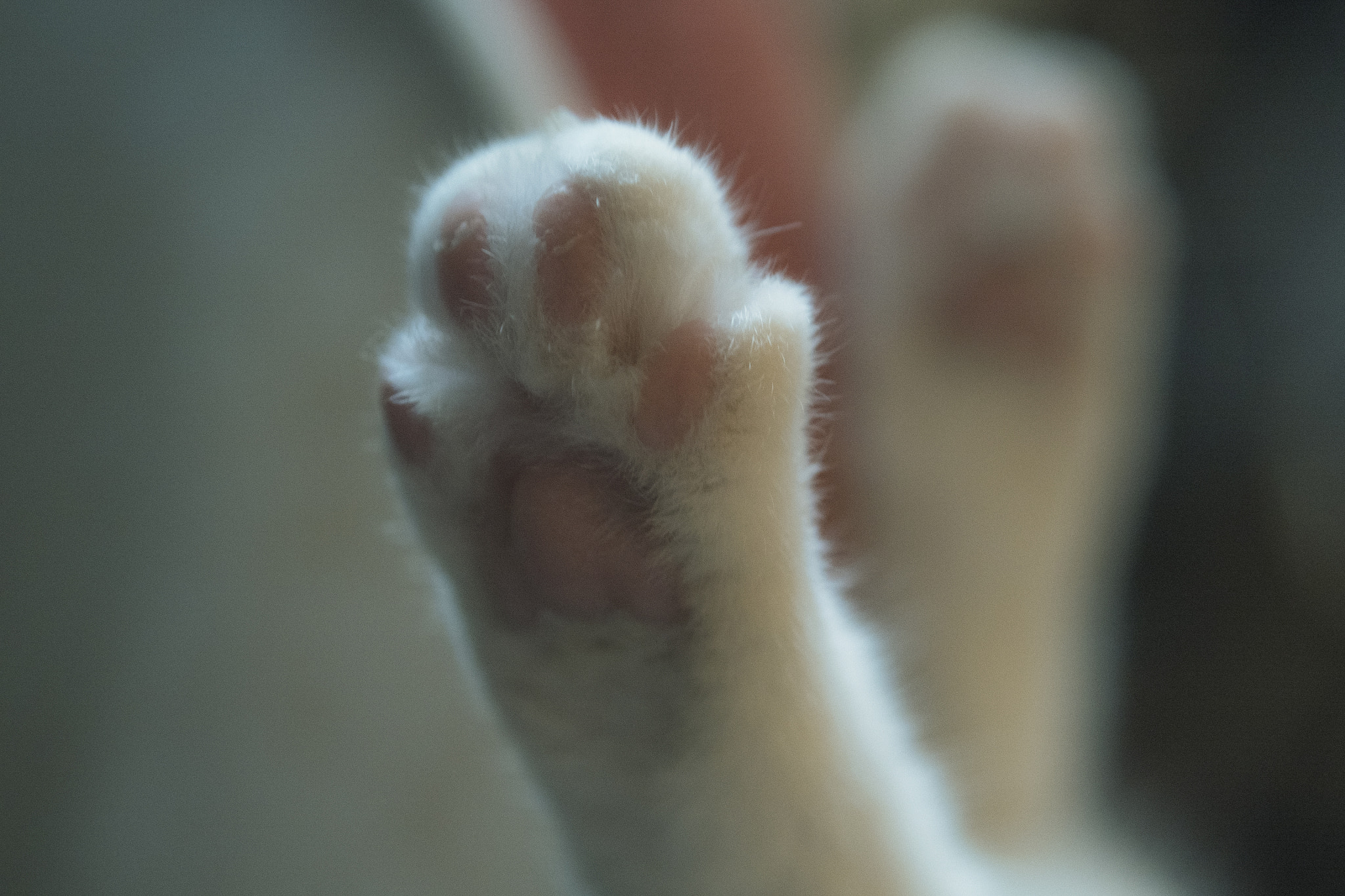 Panasonic Lumix G 42.5mm F1.7 ASPH Power OIS sample photo. Born to be naked photography