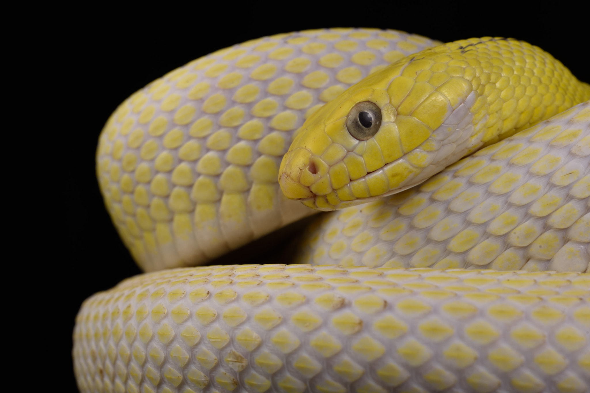 ZEISS Milvus 50mm F2 Macro sample photo. Elaphe carinata “leucistic” photography