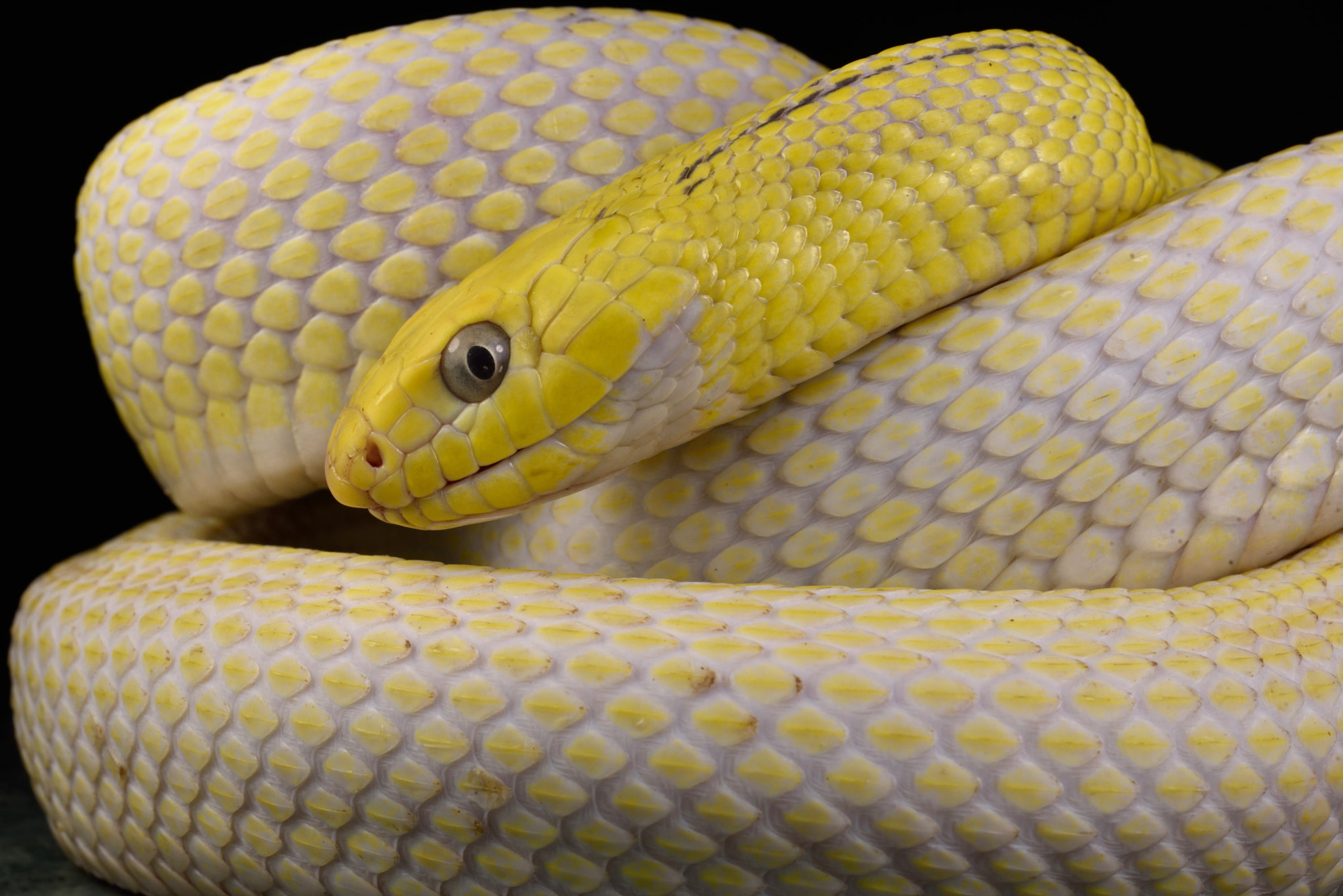 Nikon D750 + ZEISS Milvus 50mm F2 Macro sample photo. Elaphe carinata “leucistic” photography