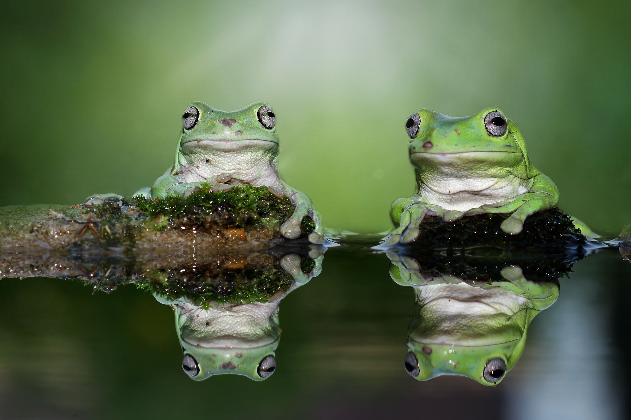 Canon EOS 7D + Canon EF 100mm F2.8 Macro USM sample photo. Miror frog photography