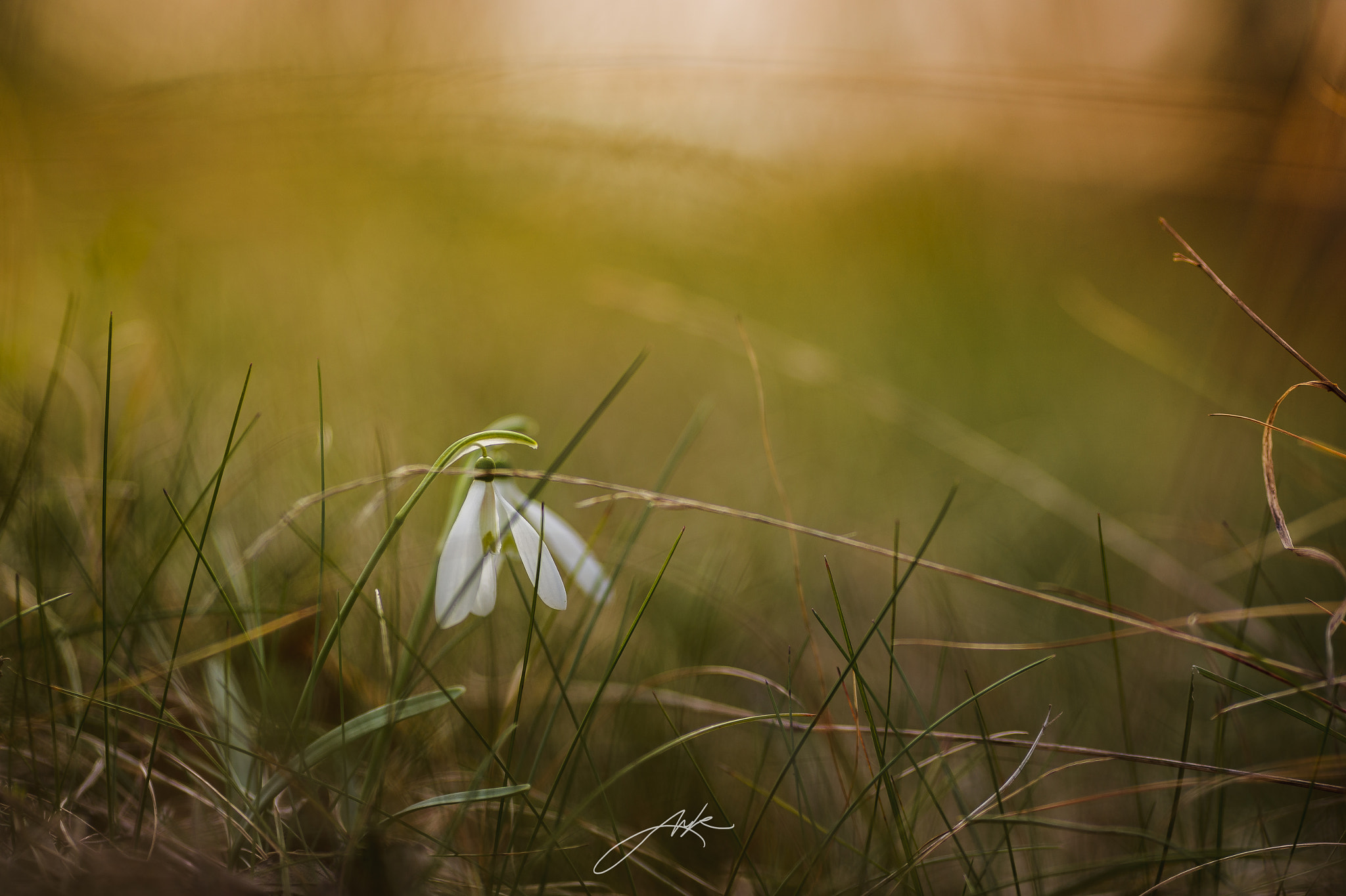Canon EOS-1Ds Mark III sample photo. Snowdrops in the field photography