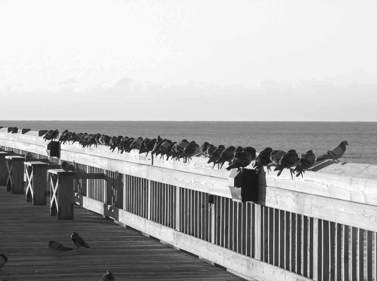 Olympus E-20,E-20N,E-20P sample photo. All my birds in a row... photograph photography