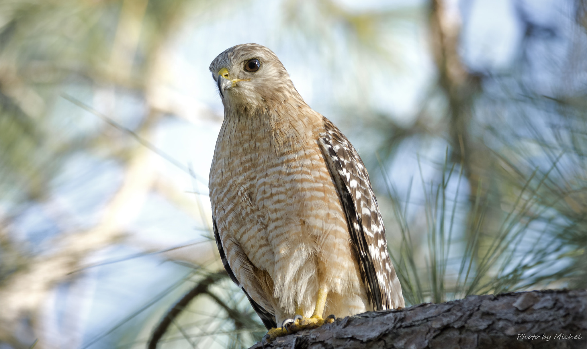 Nikon D7100 + Sigma 50mm F2.8 EX DG Macro sample photo. Red shouldered hawk photography