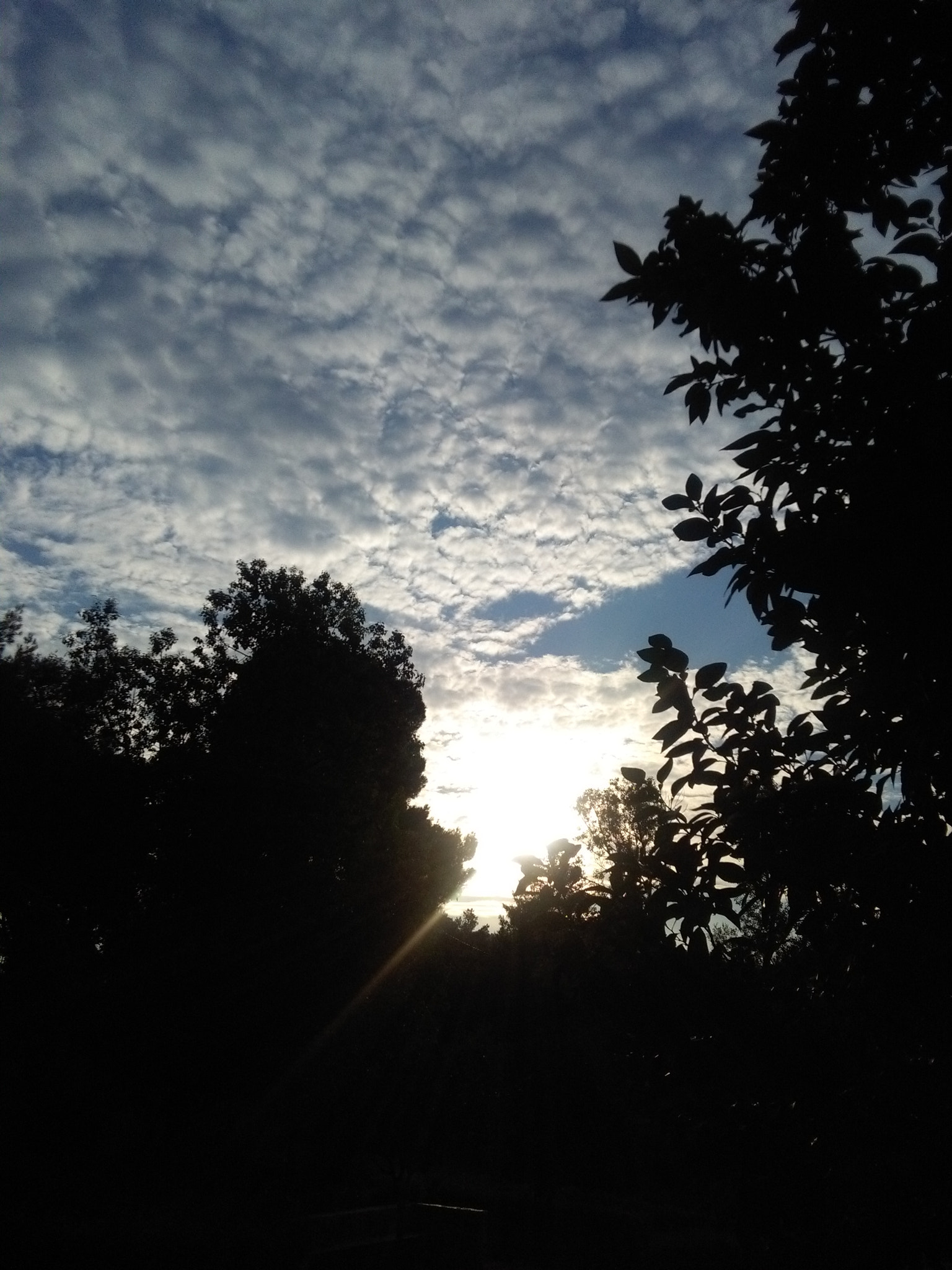 HUAWEI Y6 sample photo. Morning sun  photography