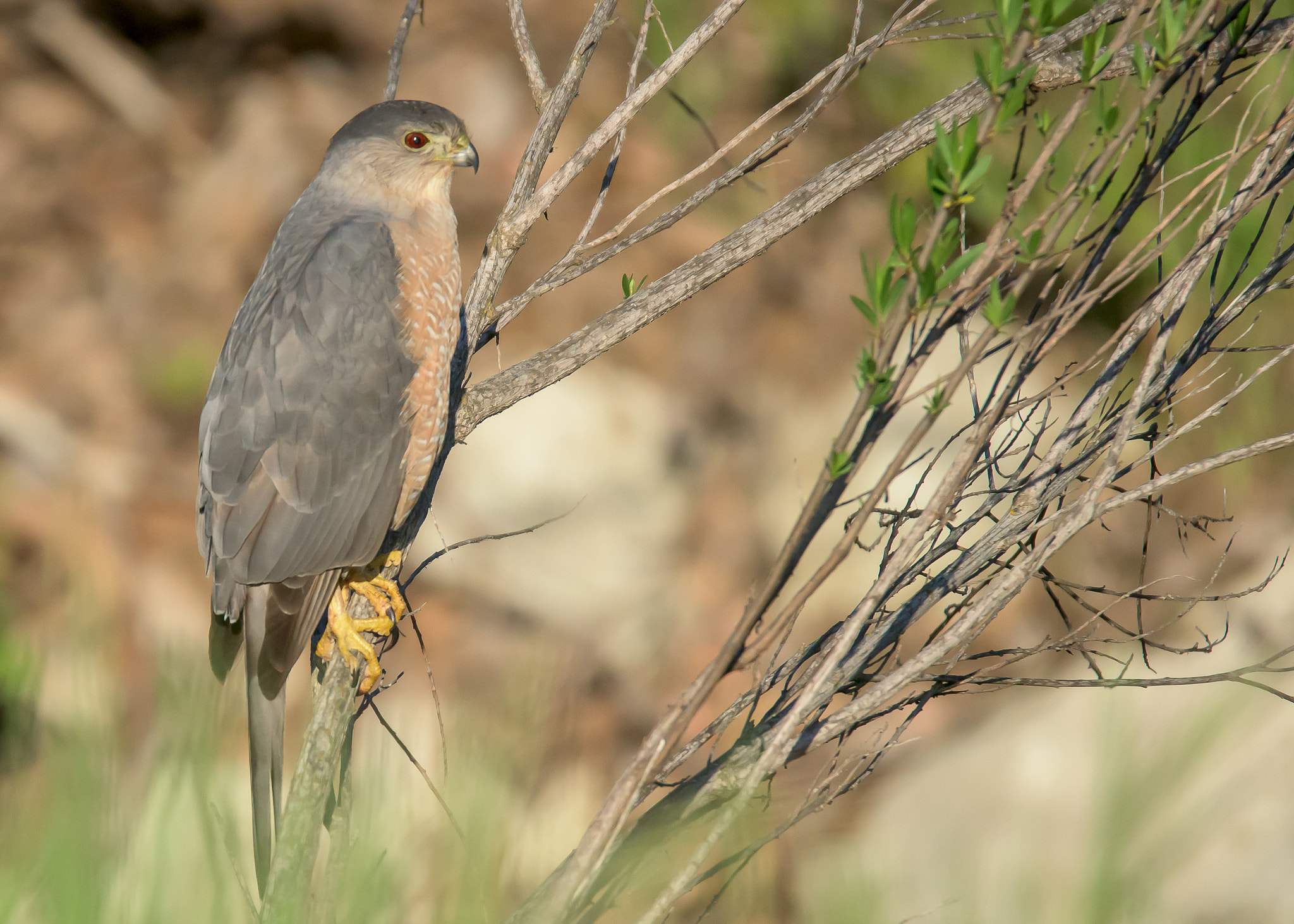 Nikon D810 sample photo. Cooper's hawk photography