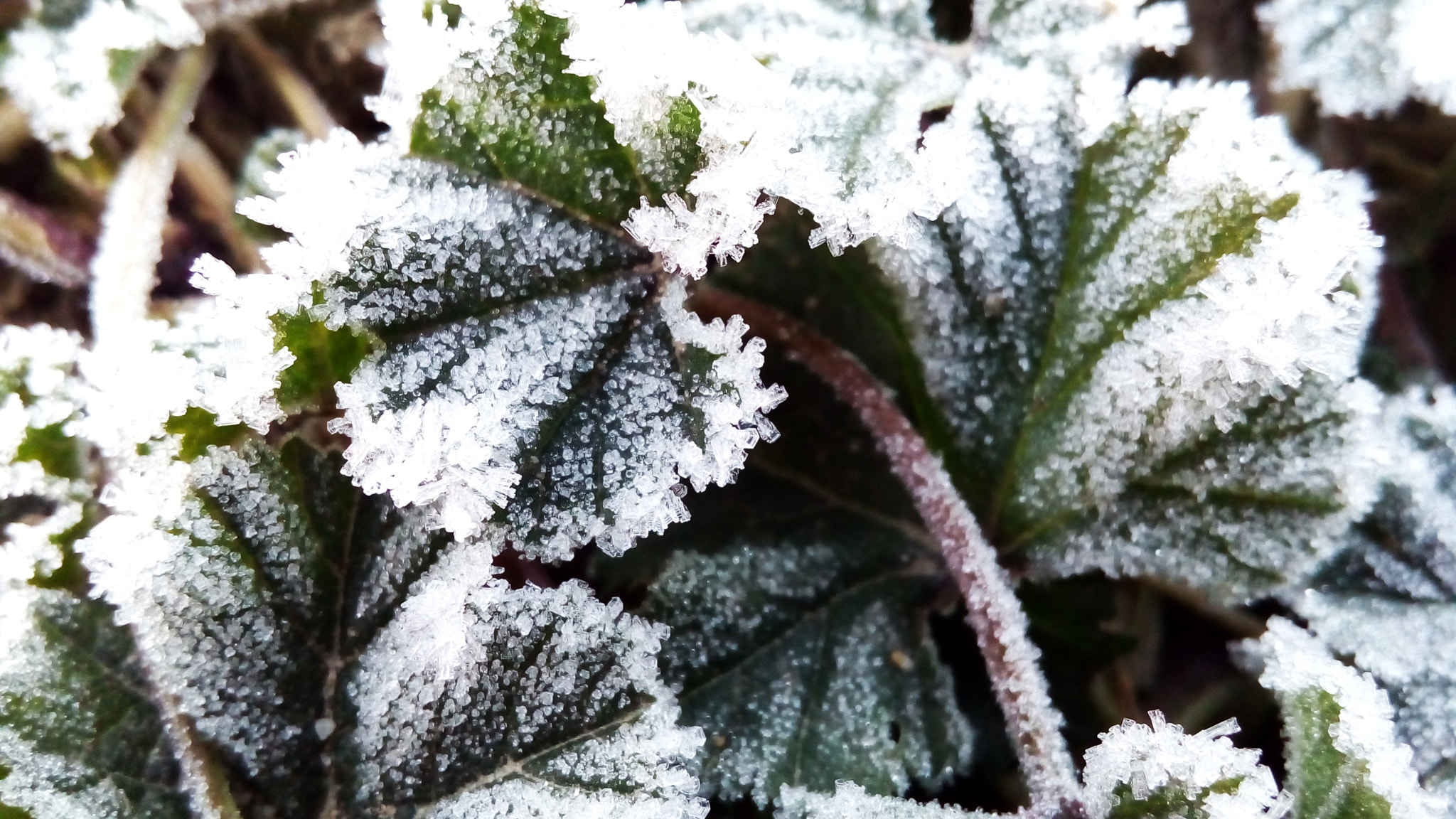 ASUS Zenfone Go (ASUS_Z00VD) sample photo. Frost 2 photography