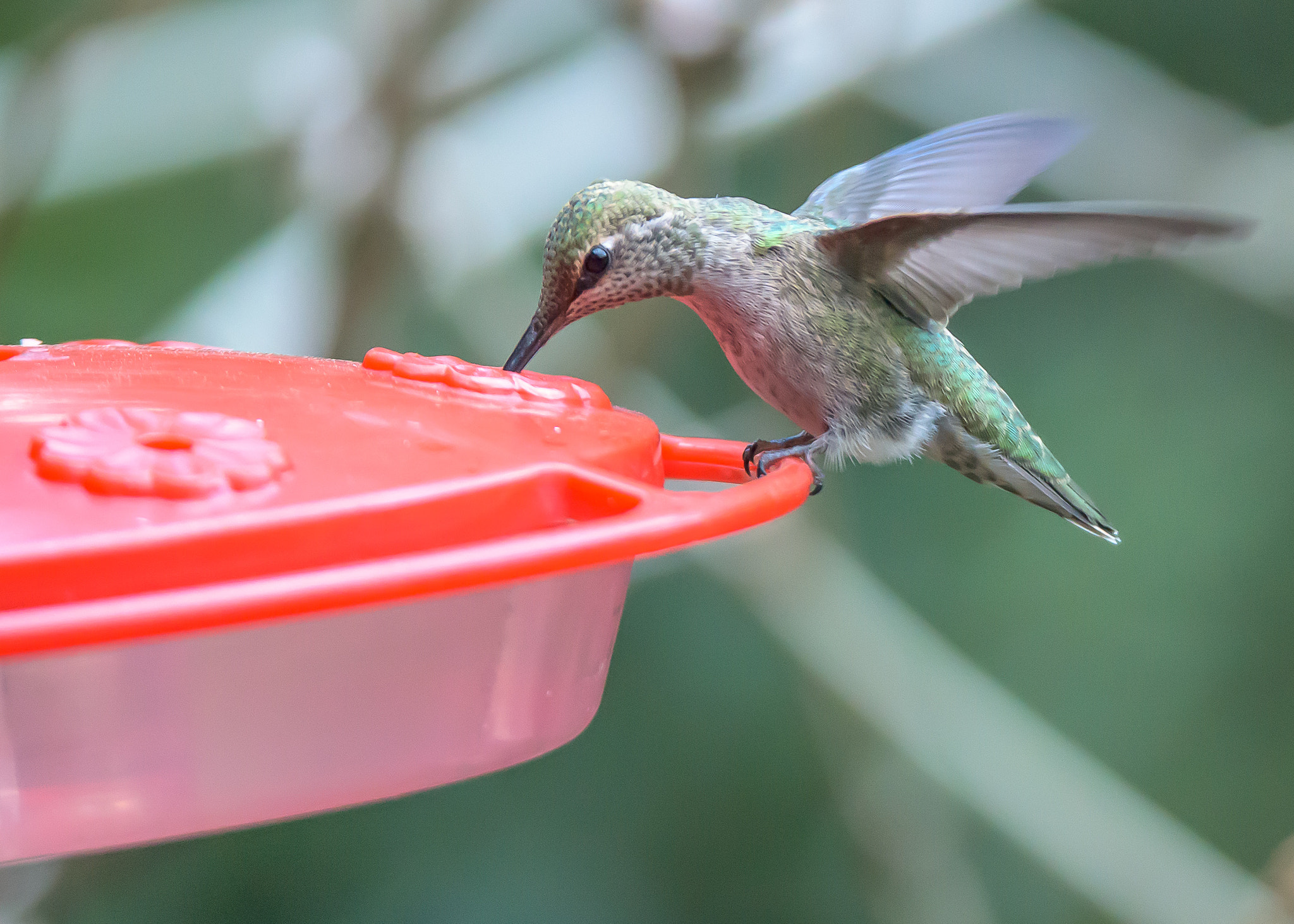 Nikon D810 sample photo. Hummingbird photography