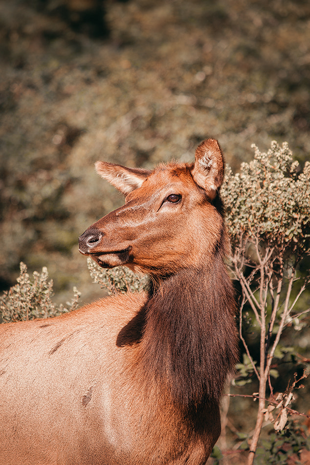 Canon EF-S 55-250mm F4-5.6 IS sample photo. Elk photography