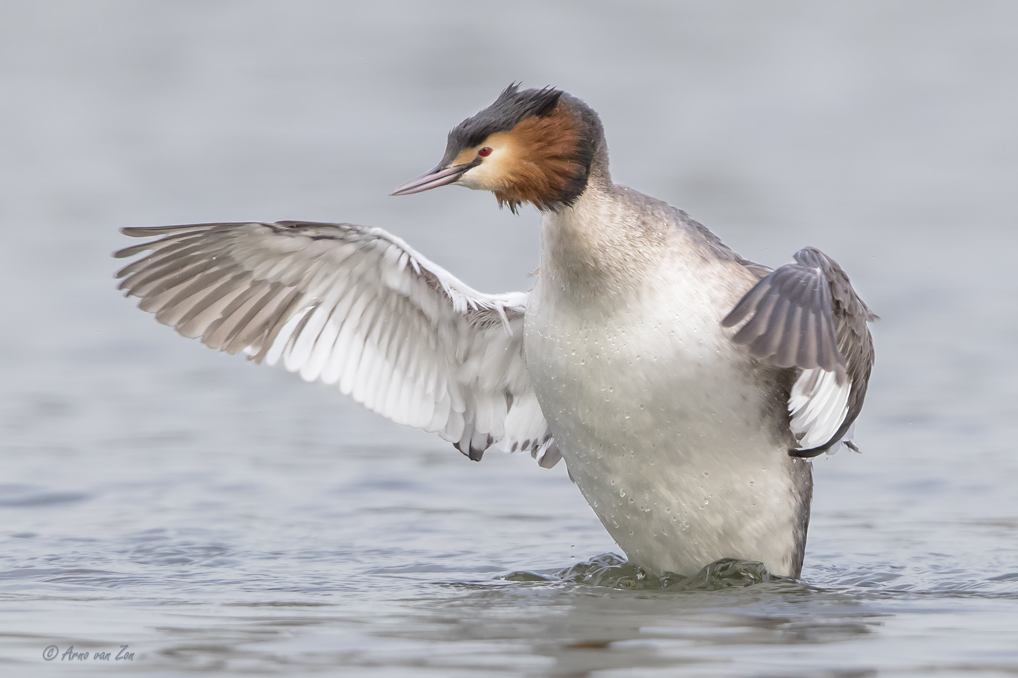 Canon EOS-1D X Mark II + Canon EF 600mm F4L IS II USM sample photo. The conductor.... photography