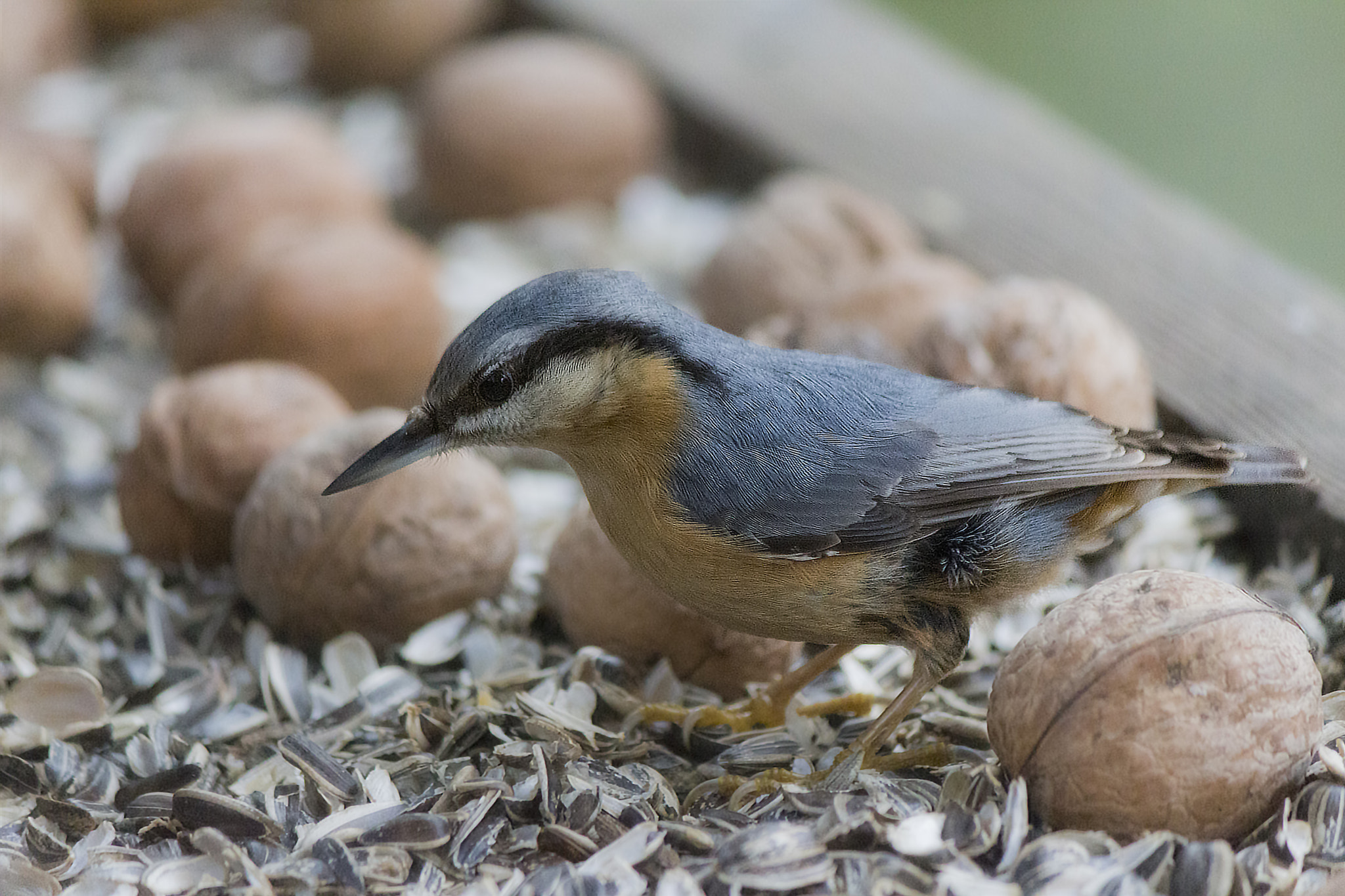Canon EF-S 55-250mm F4-5.6 IS II sample photo. Eurasian nuthatch photography
