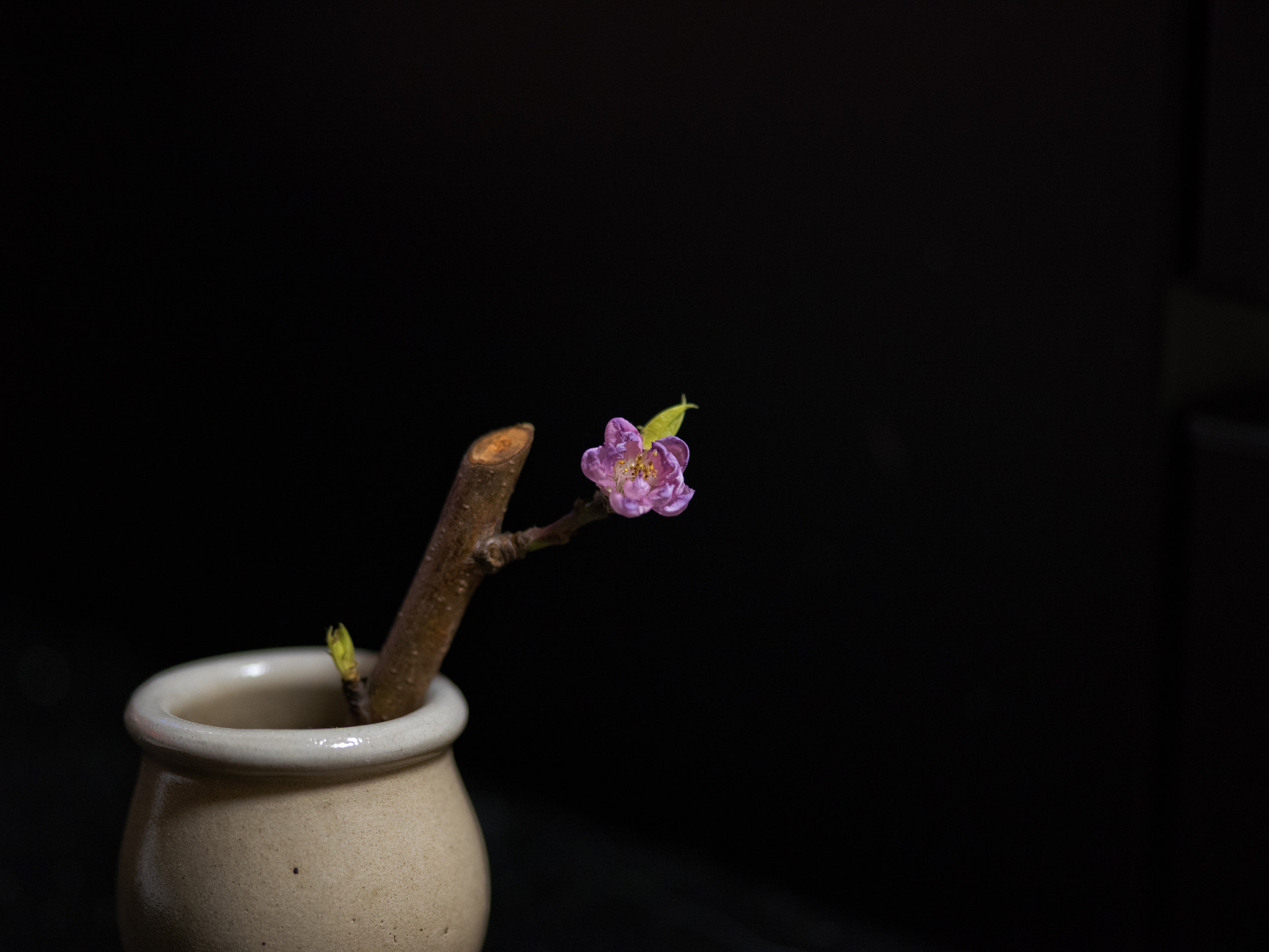 Pentax 645Z + smc PENTAX-FA 645 Macro 120mm F4 sample photo