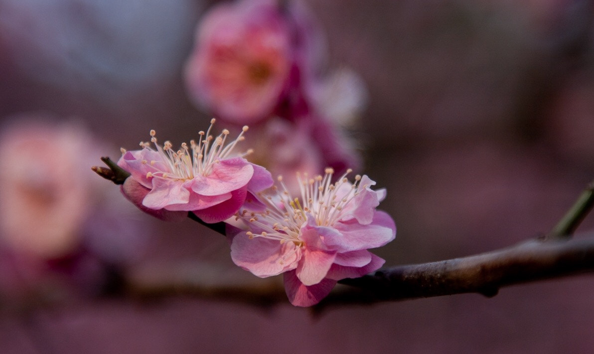 Canon EOS 40D + Canon EF 24-105mm F4L IS USM sample photo. Cherry blossom @wuhan photography