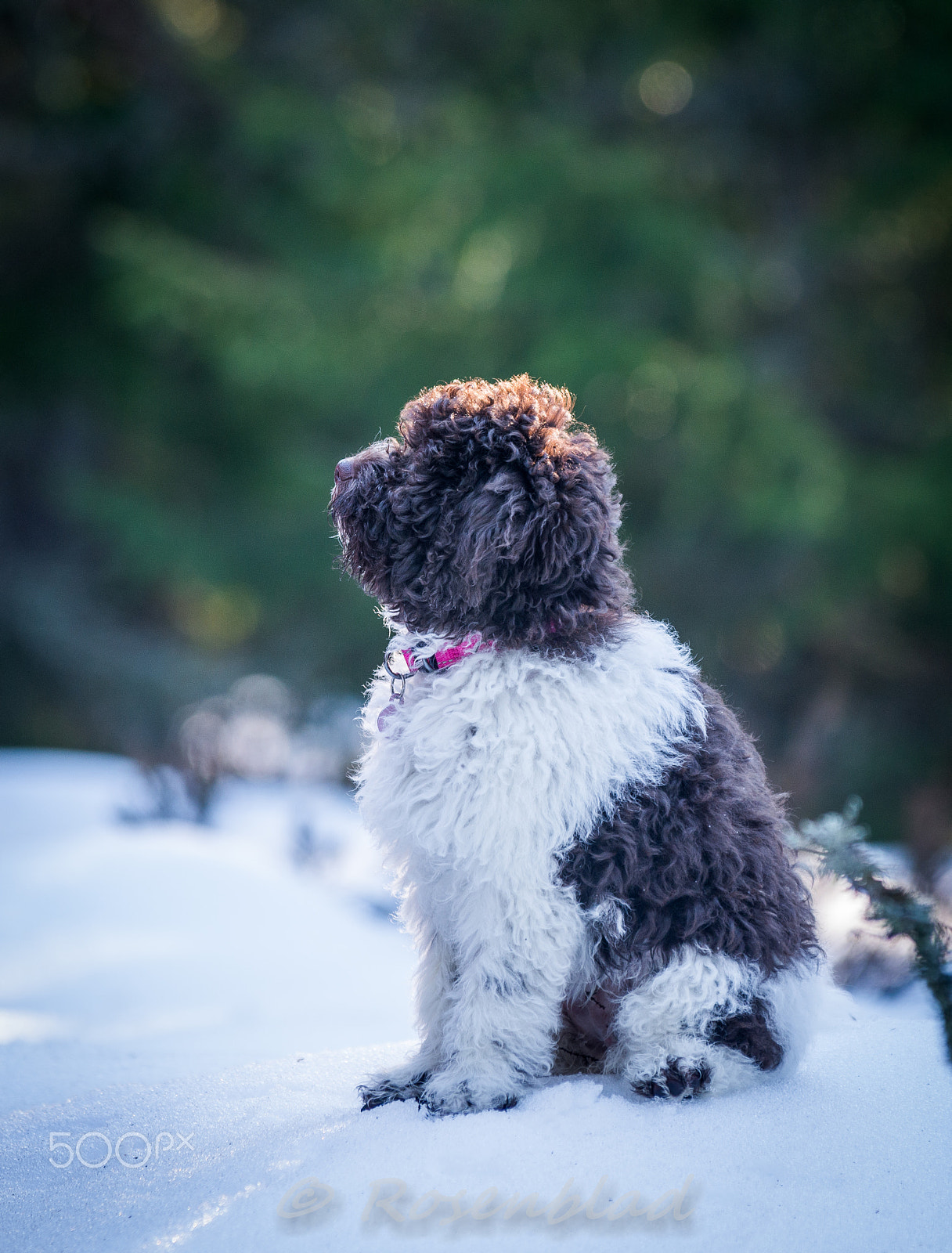 AF-S Zoom-Nikkor 80-200mm f/2.8D IF-ED sample photo. Puppy photography