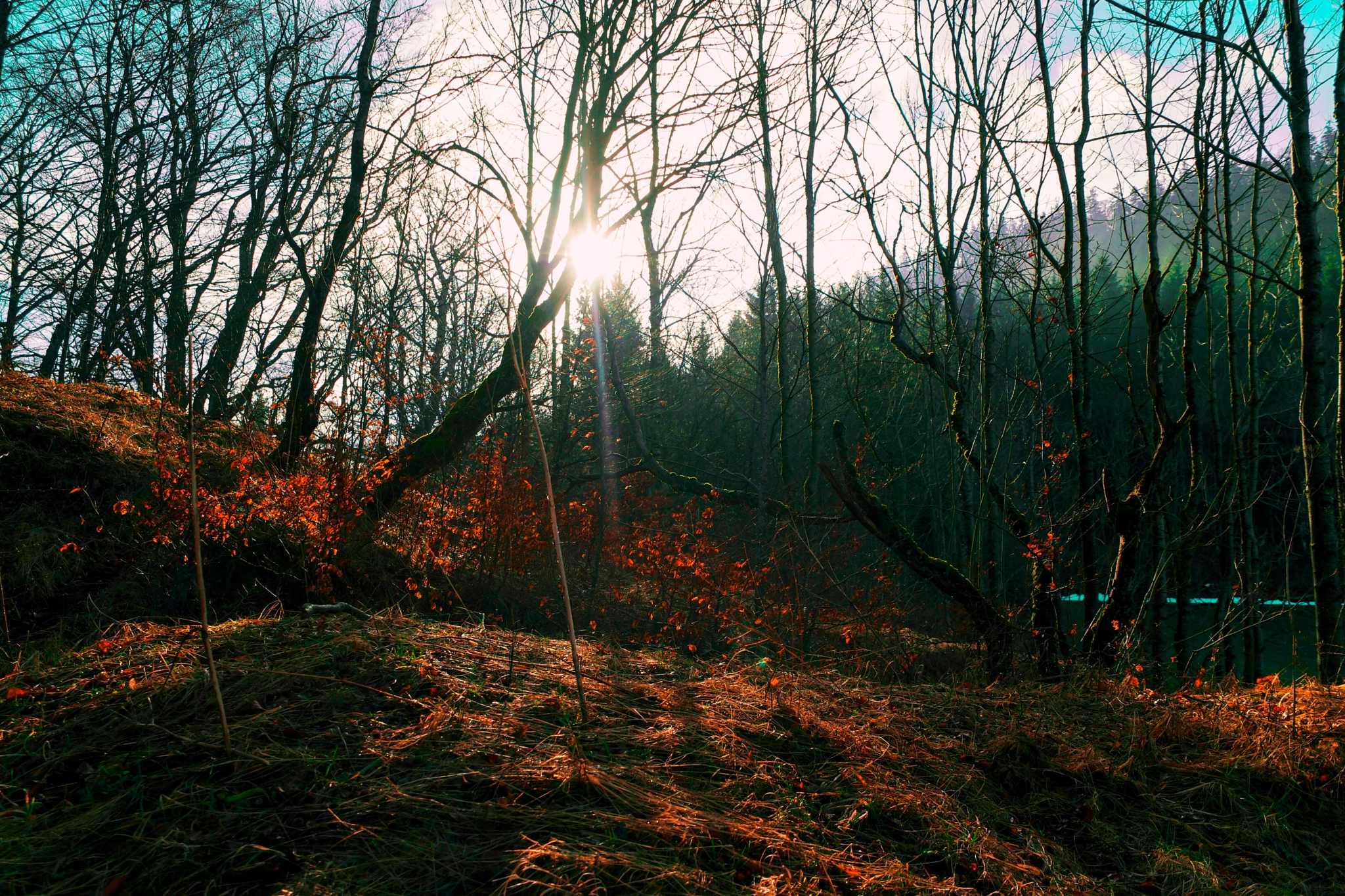 Samsung NX1 + Saumsun NX 16-50mm F2-2.8 S ED OIS sample photo. Morning sun photography