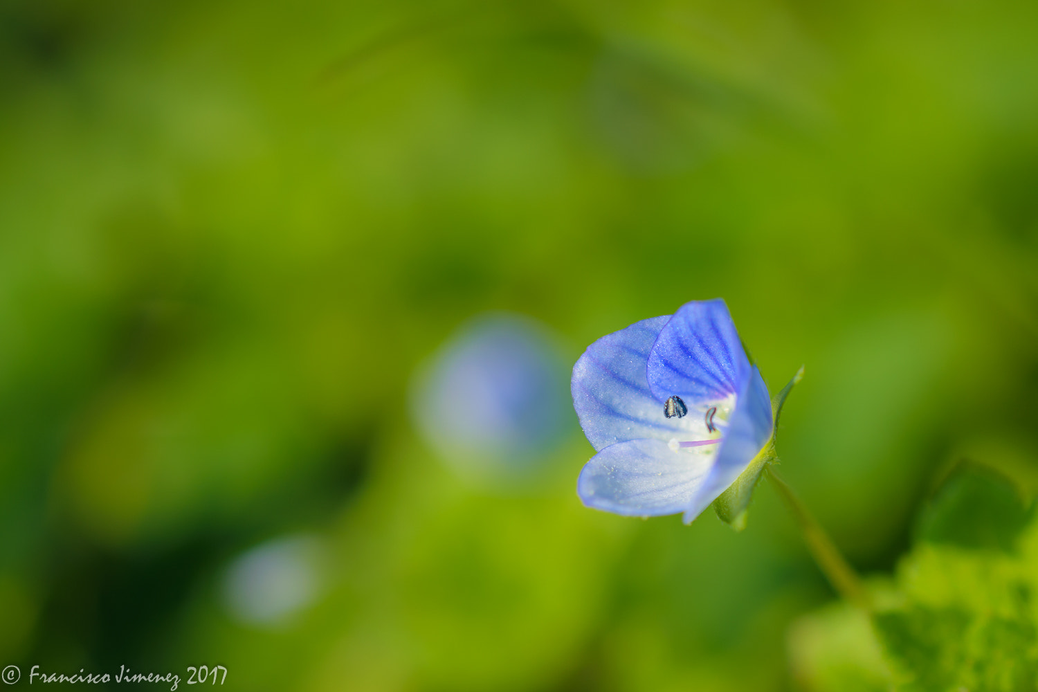 Nikon AF-S DX Micro Nikkor 40mm F2.8 sample photo. Le printemps arrive. photography
