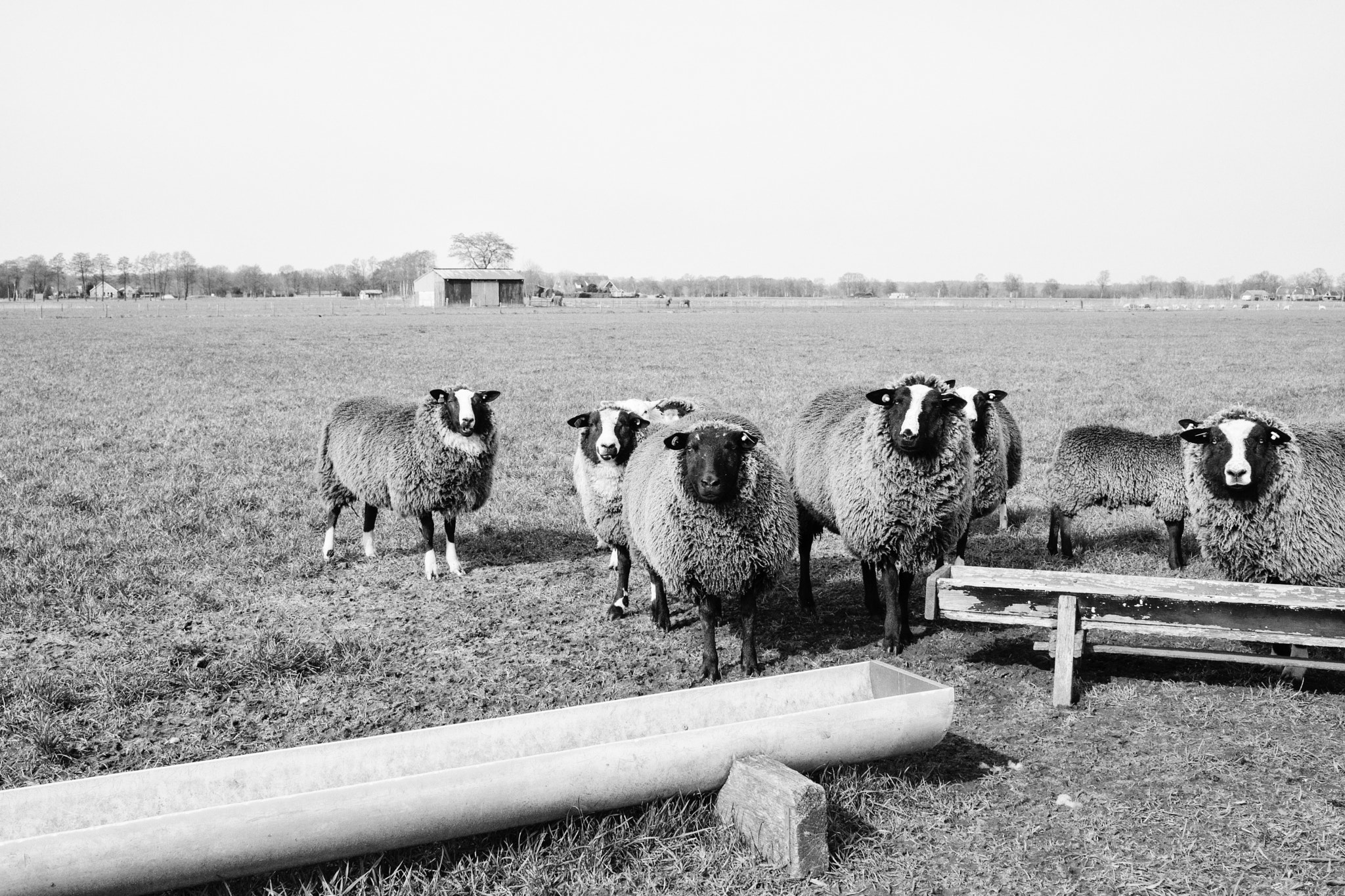Sony a6300 sample photo. Sheep, ligtenbergerdijk, rijssen, the netherlands photography