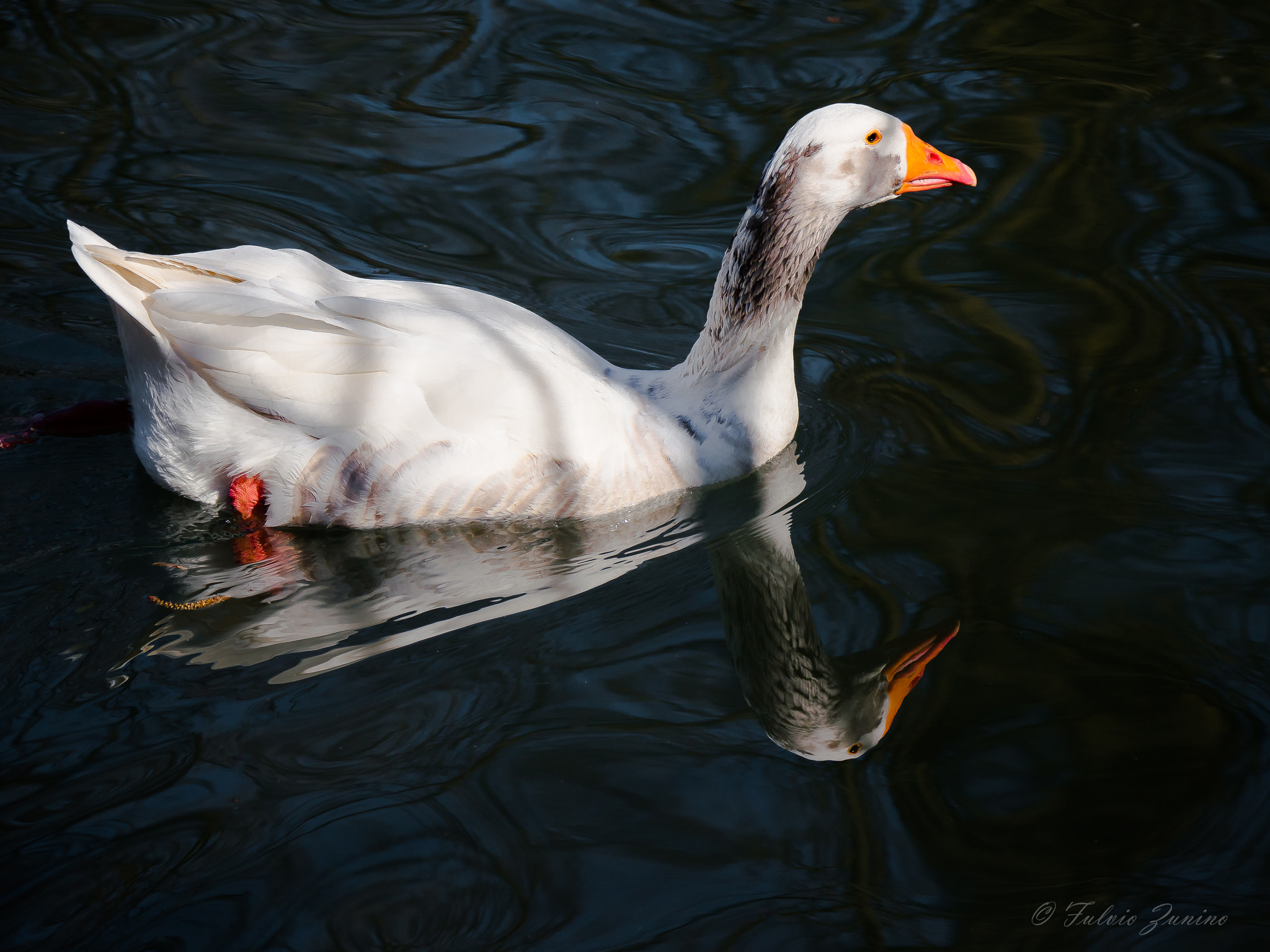 Olympus PEN-F sample photo. Duck and its image photography