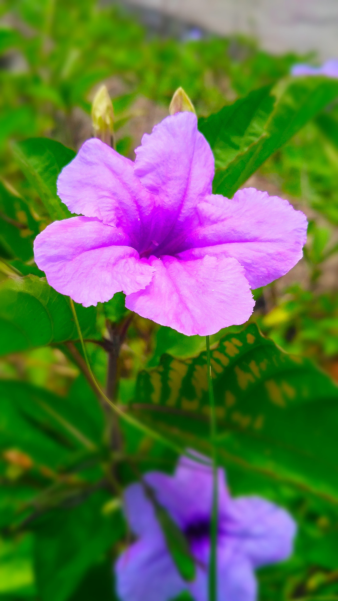 Xiaomi Redmi 3X sample photo