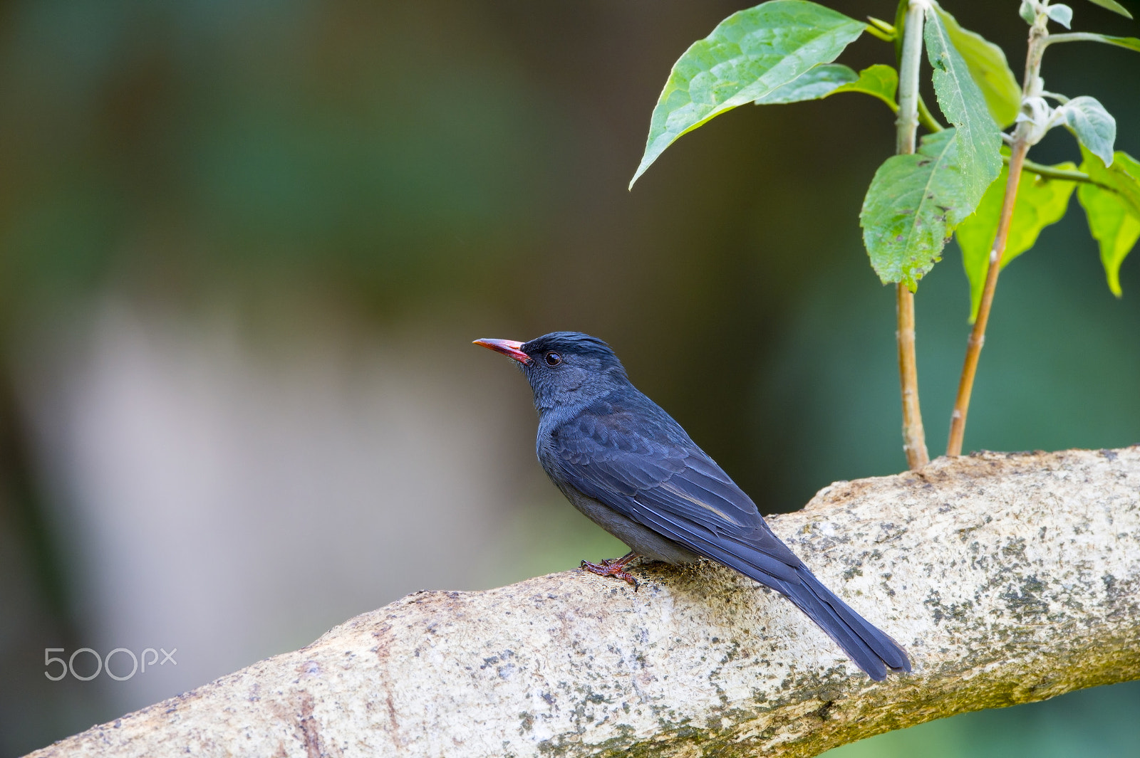 Nikon D4 sample photo. Black bulbul photography