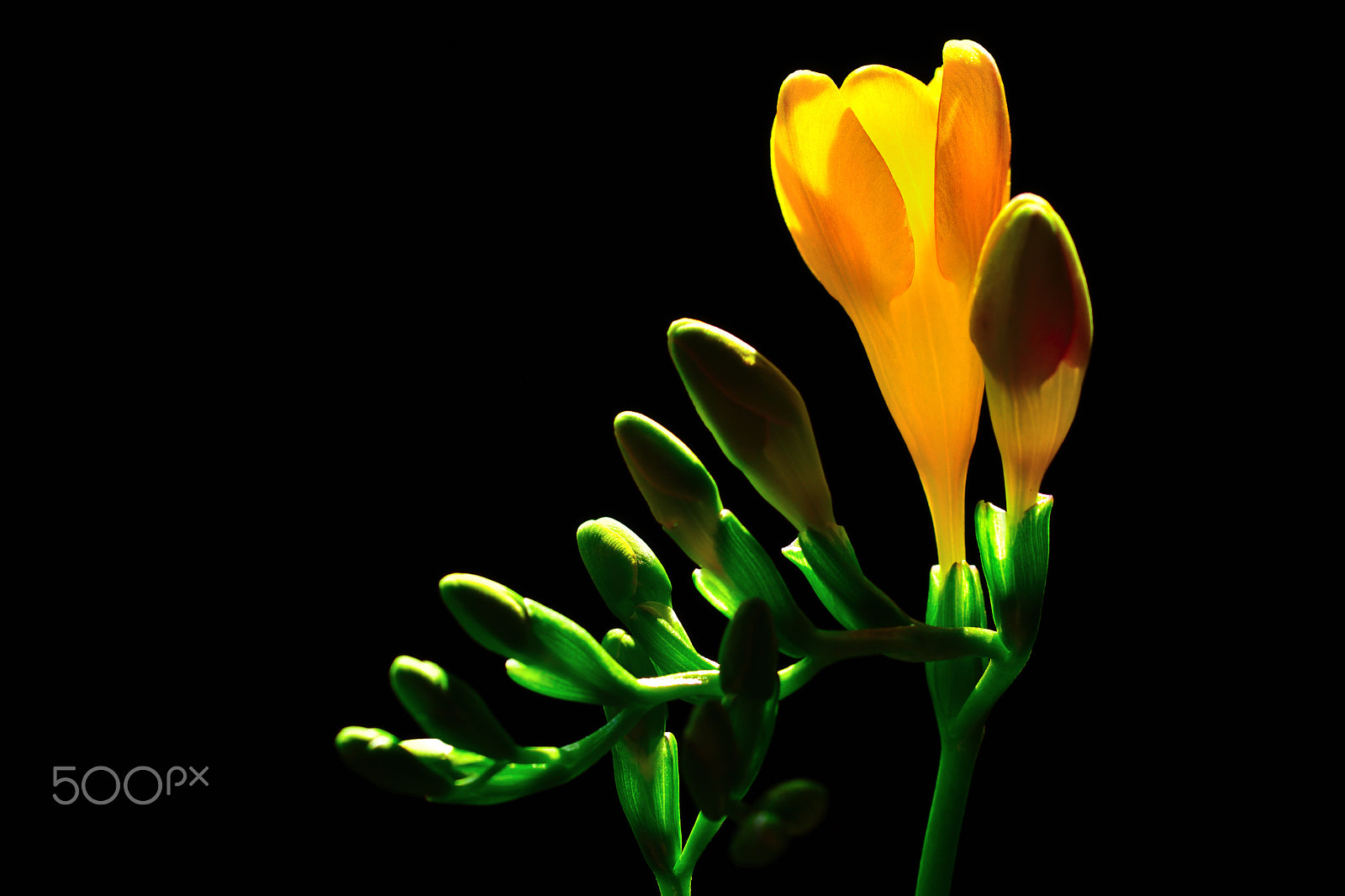 Sigma 105mm F2.8 EX DG OS HSM sample photo. Flower brothers photography