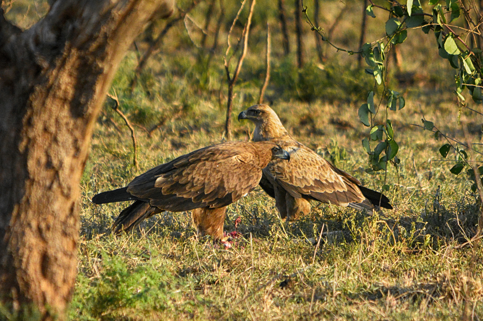 Nikon D5200 + Sigma 150-500mm F5-6.3 DG OS HSM sample photo. Tawny eagle, orzeł sawannowy photography